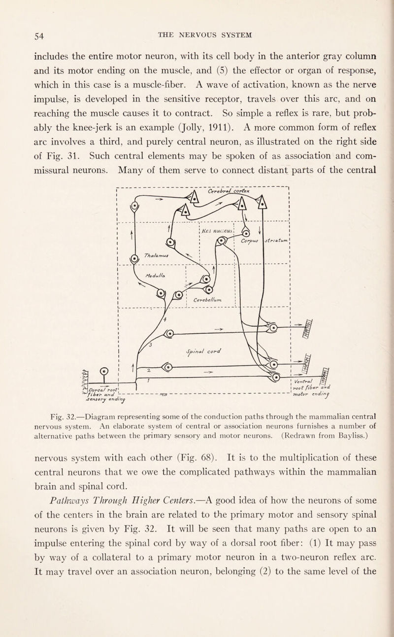 includes the entire motor neuron, with its cell body in the anterior gray column and its motor ending on the muscle, and (5) the effector or organ of response, which in this case is a muscle-fiber. A wave of activation, known as the nerve impulse, is developed in the sensitive receptor, travels over this arc, and on reaching the muscle causes it to contract. So simple a reflex is rare, but prob¬ ably the knee-jerk is an example (Jolly, 1911). A more common form of reflex arc involves a third, and purely central neuron, as illustrated on the right side of Fig. 31. Such central elements may be spoken of as association and com¬ missural neurons. Many of them serve to connect distant parts of the central Fig. 32.—Diagram representing some of the conduction paths through the mammalian central nervous system. An elaborate system of central or association neurons furnishes a number of alternative paths between the primary sensory and motor neurons. (Redrawn from Bayliss.) nervous system with each other (Fig. 68). It is to the multiplication of these central neurons that we owe the complicated pathways within the mammalian brain and spinal cord. Pathways Through Higher Centers.—A good idea of how the neurons of some of the centers in the brain are related to the primary motor and sensory spinal neurons is given by Fig. 32. It will be seen that many paths are open to an impulse entering the spinal cord by way of a dorsal root fiber: (1) It may pass by way of a collateral to a primary motor neuron in a two-neuron reflex arc. It may travel over an association neuron, belonging (2) to the same level of the