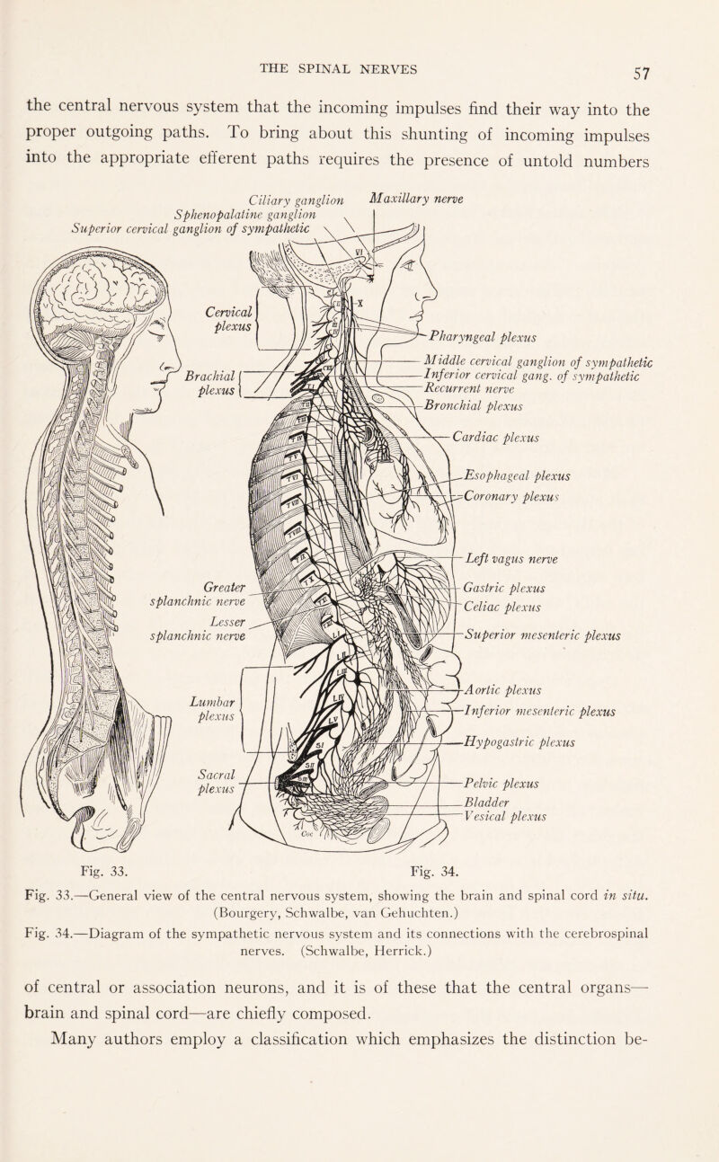 the central nervous system that the incoming impulses find their way into the proper outgoing paths. To bring about this shunting of incoming impulses into the appropriate efferent paths requires the presence of untold numbers Ciliary ganglion Sphenopalatine ganglion Superior cervical ganglion of sympathetic Maxillary nerve Cervical plexus Brachial plexus Greater splanchnic nerve Lesser splanchnic nerve Lumbar plexus Sacral plexus Pharyngeal plexus Middle cervical ganglion of sympathetic Inferior cervical gang, of sympathetic Recurrent nerve Bronchial plexus Cardiac plexus Esophageal plexus Coronary plexus Left vagus nerve Gastric plexus Celiac plexus Superior mesenteric plexus Aortic plexus Inferior mesenteric plexus Hypogastric plexus Pelvic plexus Bladder Vesical plexus Fig. 33. Fig. 34. Fig. 33.—General view of the central nervous system, showing the brain and spinal cord in situ. (Bourgery, Schwalbe, van Gehuchten.) Fig. 34.—Diagram of the sympathetic nervous system and its connections with the cerebrospinal nerves. (Schwalbe, Herrick.) of central or association neurons, and it is of these that the central organs—- brain and spinal cord—are chiefly composed. Many authors employ a classification which emphasizes the distinction be-