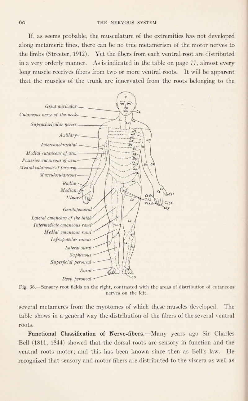 If, as seems probable, the musculature of the extremities has not developed along metameric lines, there can be no true metamerism of the motor nerves to the limbs (Streeter, 1912). Yet the fibers from each ventral root are distributed in a very orderly manner. As is indicated in the table on page 77, almost every long muscle receives fibers from two or more ventral roots. It will be apparent that the muscles of the trunk are innervated from the roots belonging to the Great auricular Cutaneous nerve of the neck Supraclavicular nerves Axillary Intercostobrachial Medial cutaneous of arm Posterior cutaneous of arm Medial cutaneous of forearm M usculocutaneous Radial Median U Inar Genitofemoral Lateral cutaneous of the thigh Intermediate cutaneous rami Medial cutaneous rami Infrapatellar ramus Lateral sural Saphenous Superficial peroneal Sural Deep peroneal Fig. 36.—Sensory root fields on the right, contrasted with the areas of distribution of cutaneous nerves on the left. several metameres from the myotomes of which these muscles developed. The table shows in a general way the distribution of the fibers of the several ventral roots. Functional Classification of Nerve-fibers.—Many years ago Sir Charles Bell (1811, 1844) showed that the dorsal roots are sensory in function and the ventral roots motor; and this has been known since then as Bell’s law. He recognized that sensory and motor fibers are distributed to the viscera as well as