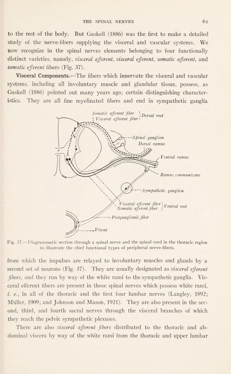 to the rest of the body. But Gaskell (1886) was the first to make a detailed study of the nerve-fibers supplying the visceral and vascular systems. We now recognize in the spinal nerves elements belonging to four functionally distinct varieties, namely, visceral afferent, visceral efferent, somatic afferent, and somatic efferent libers (Fig. 37). Visceral Components.—The fibers which innervate the visceral and vascular systems, including all involuntary muscle and glandular tissue, possess, as Gaskell 1886) pointed out many years ago, certain distinguishing character¬ istics. They are all fine myelinated fibers and end in sympathetic ganglia Fig. 37.—Diagrammatic section through a spinal nerve and the spinal cord in the thoracic region to illustrate the chief functional types of peripheral nerve-fibers. from which the impulses are relayed to involuntary muscles and glands by a second set of neurons (Fig. 37). They are usually designated as visceral efferent fibers, and they run by way of the white rami to the sympathetic ganglia. Vis¬ ceral efferent fibers are present in those spinal nerves which possess white rami, i. e., in all of the thoracic and the first four lumbar nerves (Langley, 1892; Muller, 1909; and Johnson and Mason, 1921). They are also present in the sec¬ ond, third, and fourth sacral nerves through the visceral branches of which they reach the pelvic sympathetic plexuses. There are also visceral afferent fibers distributed to the thoracic and ab¬ dominal viscera by way of the white rami from the thoracic and upper lumbar
