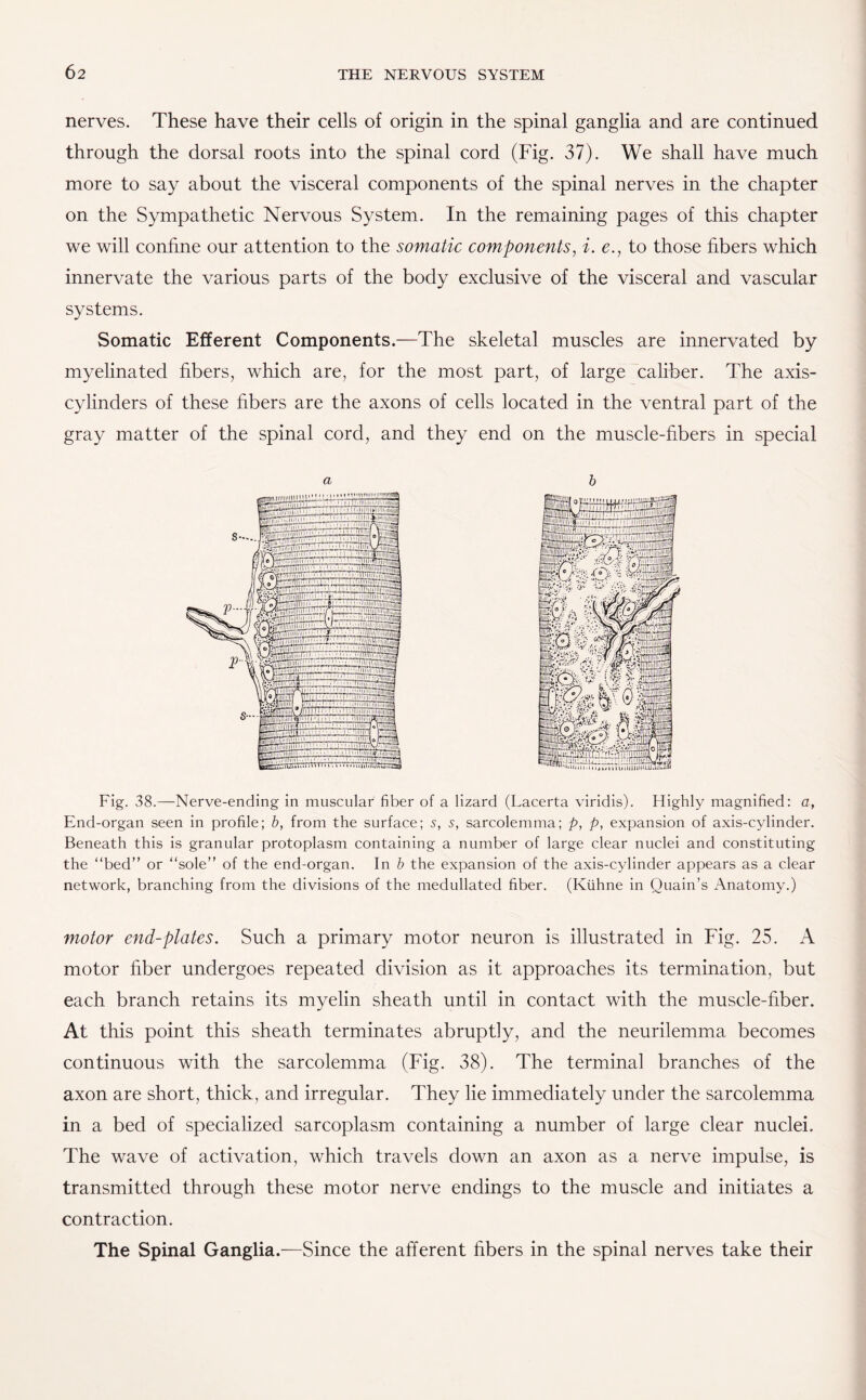 nerves. These have their cells of origin in the spinal ganglia and are continued through the dorsal roots into the spinal cord (Fig. 37). We shall have much more to say about the visceral components of the spinal nerves in the chapter on the Sympathetic Nervous System. In the remaining pages of this chapter we will confine our attention to the somatic components, i. e., to those fibers which innervate the various parts of the body exclusive of the visceral and vascular systems. Somatic Efferent Components.—The skeletal muscles are innervated by myelinated fibers, which are, for the most part, of large caliber. The axis- cylinders of these fibers are the axons of cells located in the ventral part of the gray matter of the spinal cord, and they end on the muscle-fibers in special a 1)1,“V b. $.ffliSWtr. ■ UUUUUI.UI. ..'ll Mini, . HH’m, fllllTlIii li,B parriten •:-nl|Blliy .. I .... ;..■■■'5 ■•'-iT'Viii/j.....'._.vLJ_L'.^!;!i;)v,i|i:i.-g5 r-'i-. ..li,1,!,!!!,, . Lj-;....:.-.: ..TnTrrrn^-TTOlWas BpgBttiE..• irtitriTri b Fig. 38.—Nerve-ending in muscular fiber of a lizard (Lacerta viridis). Highly magnified: a, End-organ seen in profile; b, from the surface; s, s, sarcolemma; p, p, expansion of axis-cylinder. Beneath this is granular protoplasm containing a number of large clear nuclei and constituting the “bed” or “sole” of the end-organ. In b the expansion of the axis-cylinder appears as a clear network, branching from the divisions of the medullated fiber. (Kiihne in Quain’s Anatomy.) motor end-plates. Such a primary motor neuron is illustrated in Fig. 25. A motor fiber undergoes repeated division as it approaches its termination, but each branch retains its myelin sheath until in contact with the muscle-fiber. At this point this sheath terminates abruptly, and the neurilemma becomes continuous with the sarcolemma (Fig. 38). The terminal branches of the axon are short, thick, and irregular. They lie immediately under the sarcolemma in a bed of specialized sarcoplasm containing a number of large clear nuclei. The wave of activation, which travels down an axon as a nerve impulse, is transmitted through these motor nerve endings to the muscle and initiates a contraction. The Spinal Ganglia.—Since the afferent fibers in the spinal nerves take their