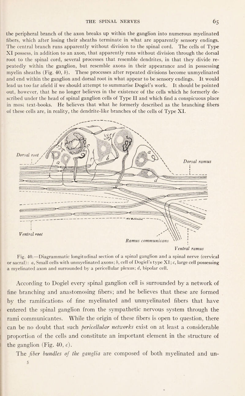 the peripheral branch of the axon breaks up within the ganglion into numerous myelinated fibers, which after losing their sheaths terminate in what are apparently sensory endings. The central branch runs apparently without division to the spinal cord. The cells of Type XI possess, in addition to an axon, that apparently runs without division through the dorsal root to the spinal cord, several processes that resemble dendrites, in that they divide re¬ peatedly within the ganglion, but resemble axons in their appearance and in possessing myelin sheaths (Fig. 40, b). These processes after repeated divisions become unmyelinated and end within the ganglion and dorsal root in what appear to be sensory endings. It would lead us too far afield if we should attempt to summarise Dogiel’s work. It should be pointed out, however, that he no longer believes in the existence of the cells which he formerly de¬ scribed under the head of spinal ganglion cells of Type II and which find a conspicuous place in most text-books. He believes that what he formerly described as the branching fibers of these cells are, in reality, the dendrite-like branches of the cells of Type XI. Fig. 40.—Diagrammatic longitudinal section of a spinal ganglion and a spinal nerve (cervical or sacral): a, Small cells with unmyelinated axons; b, cell of Dogiel’s type XI; c, large cell possessing a myelinated axon and surrounded by a pericellular plexus; d, bipolar cell. According to Dogiel every spinal ganglion cell is surrounded by a network of fine branching and anastomosing fibers; and he believes that these are formed by the ramifications of fine myelinated and unmyelinated fibers that have entered the spinal ganglion from the sympathetic nervous system through the rami communicantes. While the origin of these fibers is open to question, there can be no doubt that such pericellular networks exist on at least a considerable proportion of the cells and constitute an important element in the structure of the ganglion (Fig. 40, c). The fiber bundles of the ganglia are composed of both myelinated and un- 5