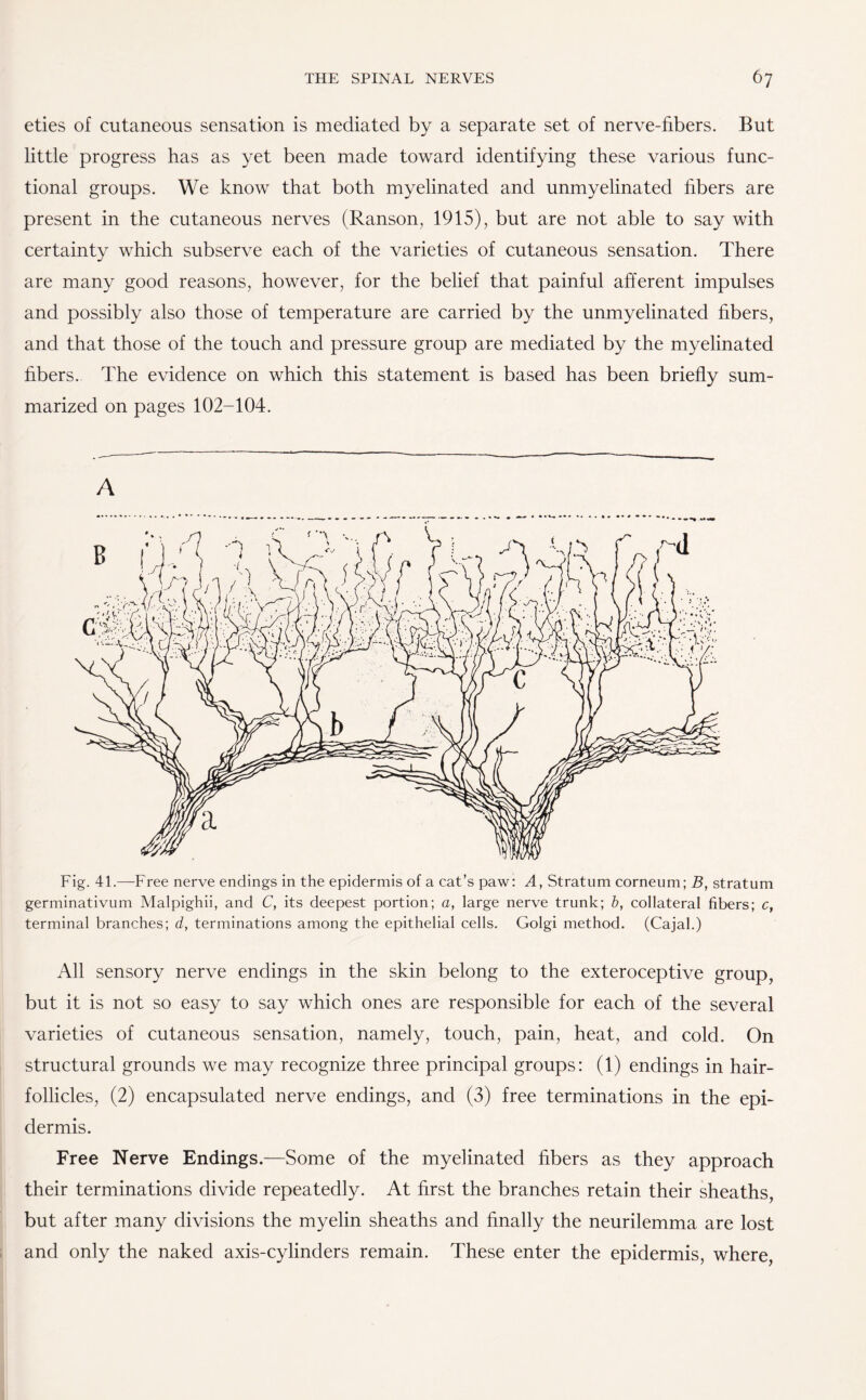 eties of cutaneous sensation is mediated by a separate set of nerve-fibers. But little progress has as yet been made toward identifying these various func¬ tional groups. We know that both myelinated and unmyelinated fibers are present in the cutaneous nerves (Ranson, 1915), but are not able to say with certainty which subserve each of the varieties of cutaneous sensation. There are many good reasons, however, for the belief that painful afferent impulses and possibly also those of temperature are carried by the unmyelinated fibers, and that those of the touch and pressure group are mediated by the myelinated fibers. The evidence on which this statement is based has been briefly sum¬ marized on pages 102-104. A Fig. 41.—Free nerve endings in the epidermis of a cat’s paw: A, Stratum corneum; B, stratum germinativum Malpighii, and C, its deepest portion; a, large nerve trunk; b, collateral fibers; c, terminal branches; d, terminations among the epithelial cells. Golgi method. (Cajal.) All sensory nerve endings in the skin belong to the exteroceptive group, but it is not so easy to say which ones are responsible for each of the several varieties of cutaneous sensation, namely, touch, pain, heat, and cold. On structural grounds we may recognize three principal groups: (1) endings in hair- follicles, (2) encapsulated nerve endings, and (3) free terminations in the epi¬ dermis. Free Nerve Endings.—Some of the myelinated fibers as they approach their terminations divide repeatedly. At first the branches retain their sheaths, but after many divisions the myelin sheaths and finally the neurilemma are lost and only the naked axis-cylinders remain. These enter the epidermis, where,