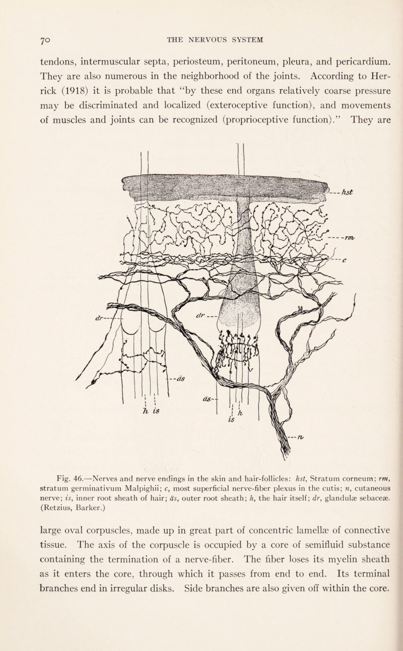 7° tendons, intermuscular septa, periosteum, peritoneum, pleura, and pericardium. They are also numerous in the neighborhood of the joints. According to Her¬ rick (1918) it is probable that “by these end organs relatively coarse pressure may be discriminated and localized (exteroceptive function), and movements of muscles and joints can be recognized (proprioceptive function).” They are Fig. 46.—Nerves and nerve endings in the skin and hair-follicles: hst, Stratum corneum; rm, stratum germinativum Malpighii; c, most superficial nerve-fiber plexus in the cutis; n, cutaneous nerve; is, inner root sheath of hair; as, outer root sheath; h, the hair itself; dr, glandulae sebaceae. (Retzius, Barker.) large oval corpuscles, made up in great part of concentric lamellae of connective tissue. The axis of the corpuscle is occupied by a core of semifluid substance containing the termination of a nerve-fiber. The fiber loses its myelin sheath as it enters the core, through which it passes from end to end. Its terminal branches end in irregular disks. Side branches are also given off within the core.