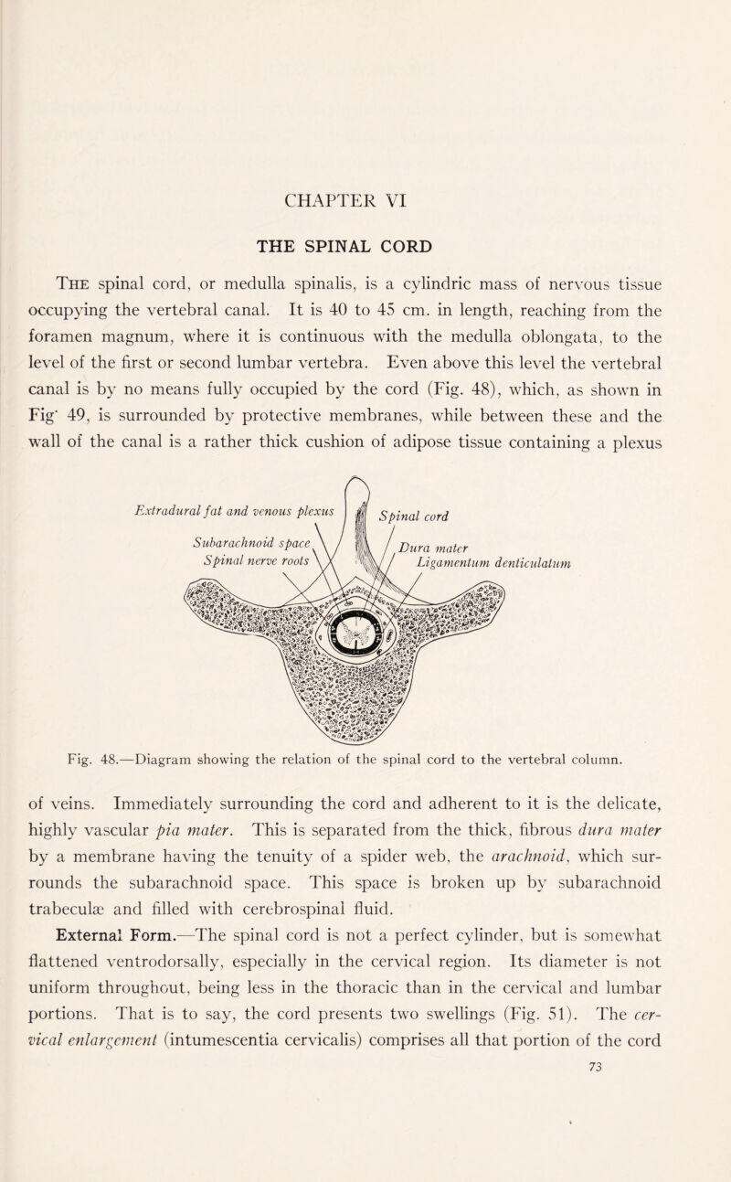 CHAPTER VI THE SPINAL CORD The spinal cord, or medulla spinalis, is a cylindric mass of nervous tissue occupying the vertebral canal. It is 40 to 45 cm. in length, reaching from the foramen magnum, where it is continuous with the medulla oblongata, to the level of the first or second lumbar vertebra. Even above this level the vertebral canal is by no means fully occupied by the cord (Fig. 48), which, as shown in Fig' 49, is surrounded by protective membranes, while between these and the wall of the canal is a rather thick cushion of adipose tissue containing a plexus Fig. 48.—Diagram showing the relation of the spinal cord to the vertebral column. of veins. Immediately surrounding the cord and adherent to it is the delicate, highly vascular pia mater. This is separated from the thick, fibrous dura mater by a membrane having the tenuity of a spider web, the arachnoid, which sur¬ rounds the subarachnoid space. This space is broken up by subarachnoid trabeculae and filled with cerebrospinal fluid. External Form.—The spinal cord is not a perfect cylinder, but is somewhat flattened ventrodorsally, especially in the cervical region. Its diameter is not uniform throughout, being less in the thoracic than in the cervical and lumbar portions. That is to say, the cord presents two swellings (Fig. 51). The cer¬ vical enlargement (intumescentia cervicalis) comprises all that portion of the cord