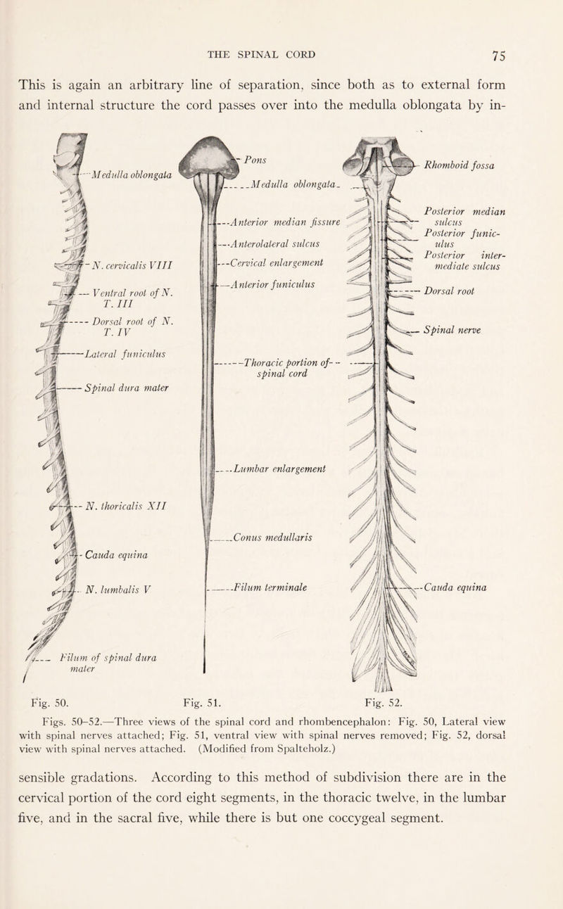 This is again an arbitrary line of separation, since both as to external form and internal structure the cord passes over into the medulla oblongata by in- • Medulla oblongata ~ N. cerv ical is VIII Spinal dura mater - N. thori calls XII - Cauda equina - N. lumbal is V - Filum of spinal dura mater Lateral funiculus Ventral root of N. T. Ill Dorsal root of N. T. IV _Medulla oblongata- -Anterior median fissure •Anterolateral sulcus -Cervical enlargement -Anterior funiculus -Thoracic portion of- - spinal cord -Lumbar enlargement Conus medullaris _Filum ter min ale Pons Rhomboid fossa Posterior median sulcus Posterior funic- ulus Posterior inter¬ mediate sulcus Dorsal root Spinal nerve Cauda equina Fig. 50. Fig. 51. Fig. 52. Figs. 50-52.—Three views of the spinal cord and rhombencephalon: Fig. 50, Lateral view with spinal nerves attached; Fig. 51, ventral view with spinal nerves removed; Fig. 52, dorsal view with spinal nerves attached. (Modified from Spalteholz.) sensible gradations. According to this method of subdivision there are in the cervical portion of the cord eight segments, in the thoracic twelve, in the lumbar five, and in the sacral five, while there is but one coccygeal segment.