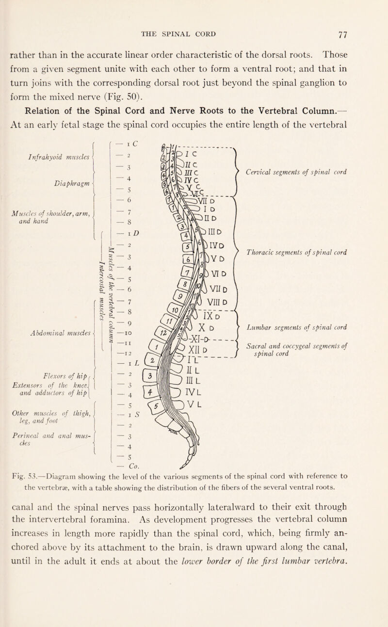 rather than in the accurate linear order characteristic of the dorsal roots. Those from a given segment unite with each other to form a ventral root; and that in turn joins with the corresponding dorsal root just beyond the spinal ganglion to form the mixed nerve (Fig. 50). Relation of the Spinal Cord and Nerve Roots to the Vertebral Column.— At an early fetal stage the spinal cord occupies the entire length of the vertebral Infrahyoid muscles Diaphragm Muscles of shoulder, arm, and hand Abdominal muscles and adductors of hip Other muscles of thigh, J leg, and foot Perineal and anal mus¬ cles Flexors of hip , j Extensors of the kneeJ ( f Cervical segments of spinal cord Thoracic segments of spinal cord Lumbar segments of spinal cord Sacral and coccygeal segments of spinal cord { Fig. 53.—Diagram showing the level of the various segments of the spinal cord with reference to the vertebrae, with a table showing the distribution of the fibers of the several ventral roots. canal and the spinal nerves pass horizontally lateralward to their exit through the intervertebral foramina. As development progresses the vertebral column increases in length more rapidly than the spinal cord, which, being firmly an¬ chored above by its attachment to the brain, is drawn upward along the canal, until in the adult it ends at about the lower border of the first lumbar vertebra.