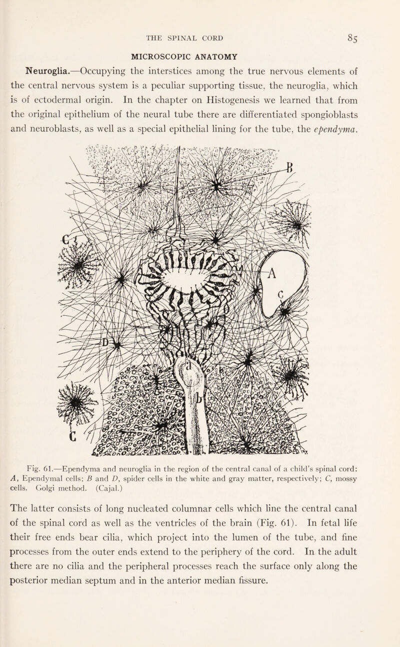 MICROSCOPIC ANATOMY Neuroglia.—Occupying the interstices among the true nervous elements of the central nervous system is a peculiar supporting tissue, the neuroglia, which is of ectodermal origin. In the chapter on Histogenesis we learned that from the original epithelium of the neural tube there are differentiated spongioblasts and neuroblasts, as well as a special epithelial lining for the tube, the ependyma. Fig. 61.—Ependyma and neuroglia in the region of the central canal of a child’s spinal cord: A, Ependymal cells; B and D, spider cells in the white and gray matter, respectively; C, mossy cells. Golgi method. (Cajal.) The latter consists of long nucleated columnar cells which line the central canal of the spinal cord as well as the ventricles of the brain (Fig. 61). In fetal life their free ends bear cilia, which project into the lumen of the tube, and fine processes from the outer ends extend to the periphery of the cord. In the adult there are no cilia and the peripheral processes reach the surface only along the posterior median septum and in the anterior median fissure.