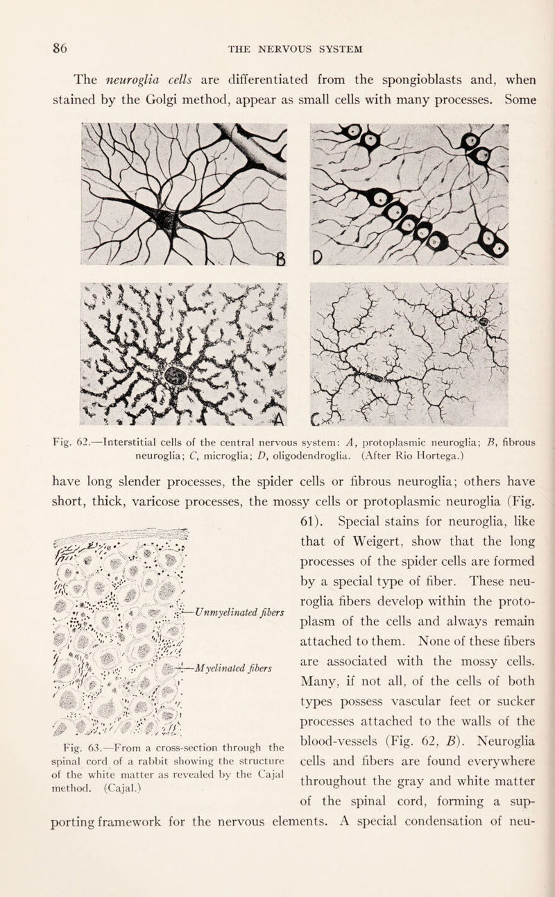 The 'neuroglia cells are differentiated from the spongioblasts and, when stained by the Golgi method, appear as small cells with many processes. Some Fig. 62.—Interstitial cells of the central nervous system: A, protoplasmic neuroglia; B, fibrous neuroglia; C, microglia; D, oligodendroglia. (After Rio Hortega.) have long slender processes, the spider cells or fibrous neuroglia; others have short, thick, varicose processes, the mossy cells or protoplasmic neuroglia (Fig. 61). Special stains for neuroglia, like that of Weigert, show that the long processes of the spider cells are formed by a special type of fiber. These neu¬ roglia fibers develop within the proto¬ plasm of the cells and always remain attached to them. None of these fibers are associated with the mossy cells. Many, if not all, of the cells of both types possess vascular feet or sucker processes attached to the walls of the blood-vessels (Fig. 62, B). Neuroglia cells and fibers are found everywhere throughout the gray and white matter of the spinal cord, forming a sup¬ porting framework for the nervous elements. A special condensation of neu- YU'Vm * k*■ >.. N>v { k h ,. _ ;• W • WA 9:0 f0/st'- gfr J *.■%.. *.y> •••.* „ ‘ ^ “« i W,-. —Unmyelinated fibers i 'a > '< )*• *r ./ 7 i ■■ ’/T ■ • • r. 0- - A. . V y -ip u#- 'A v,. *.<>•' A / ‘—Myelinated fibers .•/' ■&. / *v' ’, it ■: ./ 7. ‘ I > A ’I, .'I. ’•» . r v  .! / V . -> // -fev •> f) » • v / •/-' > Fig. 63.—From a cross-section through the spinal cord of a rabbit showing the structure of the white matter as revealed by the Cajal method. (Cajal.)