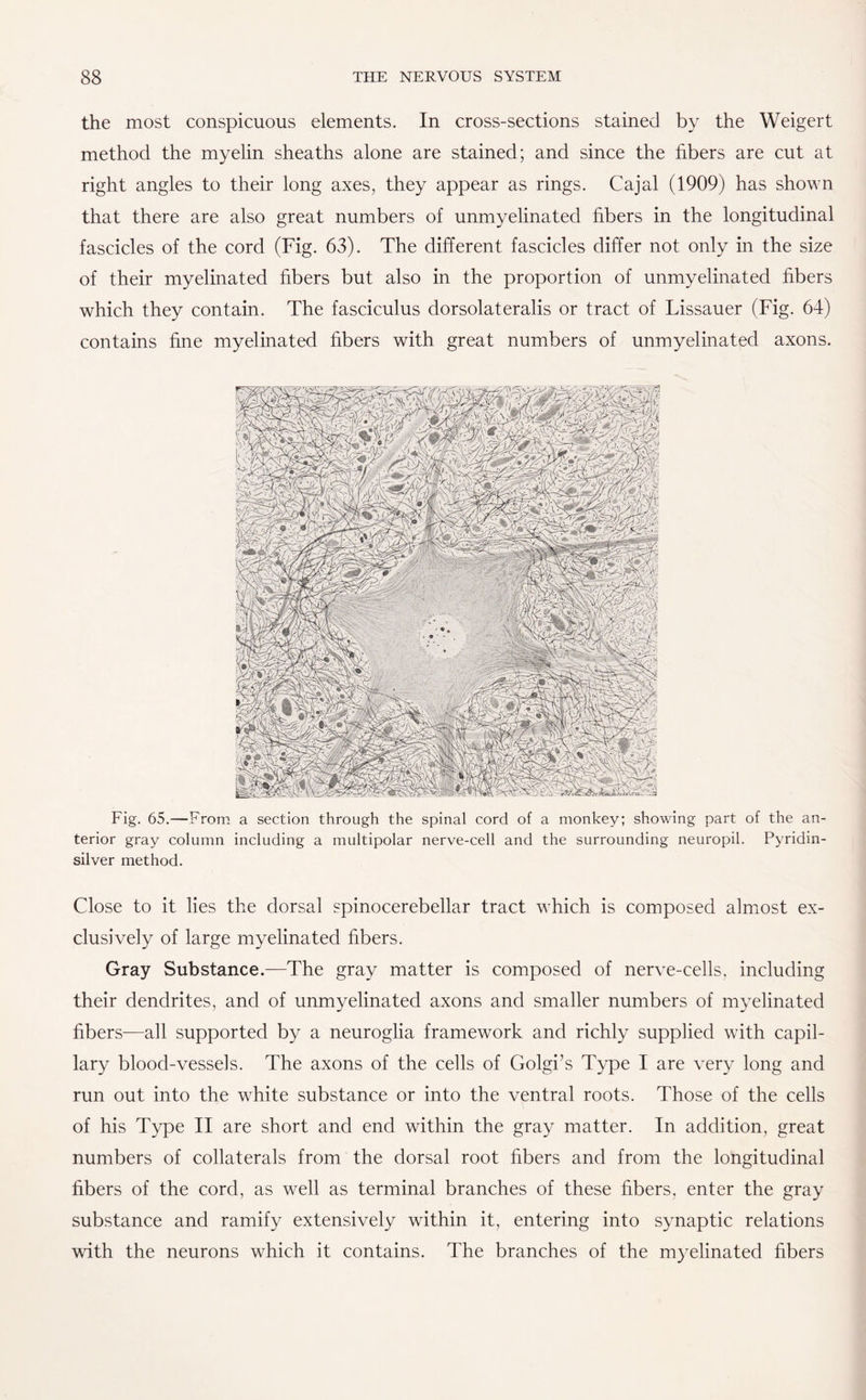 the most conspicuous elements. In cross-sections stained by the Weigert method the myelin sheaths alone are stained; and since the fibers are cut at right angles to their long axes, they appear as rings. Cajal (1909) has shown that there are also great numbers of unmyelinated fibers in the longitudinal fascicles of the cord (Fig. 63). The different fascicles differ not only in the size of their myelinated fibers but also in the proportion of unmyelinated fibers which they contain. The fasciculus dorsolateralis or tract of Lissauer (Fig. 64) contains fine myelinated fibers with great numbers of unmyelinated axons. Fig. 65.—From a section through the spinal cord of a monkey; showing part of the an¬ terior gray column including a multipolar nerve-cell and the surrounding neuropil. Pyridin- silver method. Close to it lies the dorsal spinocerebellar tract which is composed almost ex¬ clusively of large myelinated fibers. Gray Substance.—The gray matter is composed of nerve-cells, including their dendrites, and of unmyelinated axons and smaller numbers of myelinated fibers—all supported by a neuroglia framework and richly supplied with capil¬ lary blood-vessels. The axons of the cells of Golgi’s Type I are very long and run out into the white substance or into the ventral roots. Those of the cells of his Type II are short and end within the gray matter. In addition, great numbers of collaterals from the dorsal root fibers and from the longitudinal fibers of the cord, as well as terminal branches of these fibers, enter the gray substance and ramify extensively within it, entering into synaptic relations with the neurons which it contains. The branches of the myelinated fibers