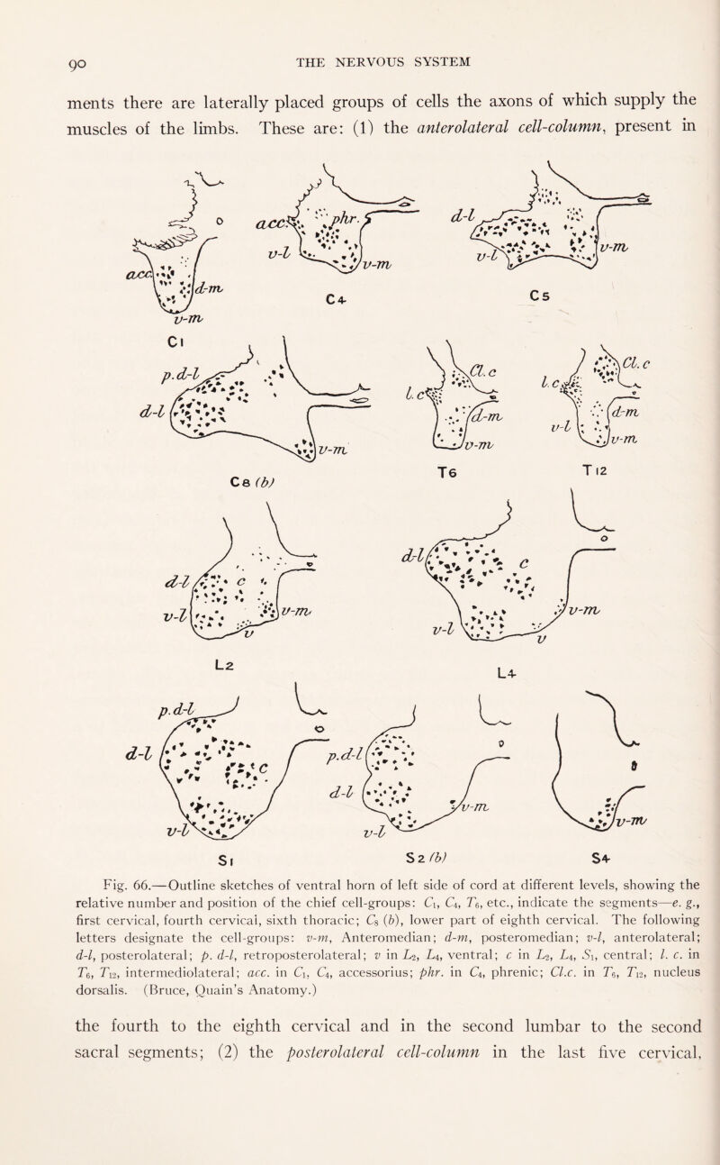 ments there are laterally placed groups of cells the axons of which supply the muscles of the limbs. These are: (1) the anterolateral cell-column, present in i-2 l_4 Fig. 66.—Outline sketches of ventral horn of left side of cord at different levels, showing the relative number and position of the chief cell-groups: Ci, C4, T&, etc., indicate the segments—e. g., first cervical, fourth cervical, sixth thoracic; C& (b), lower part of eighth cervical. The following letters designate the cell-groups: v-m, Anteromedian; d-m, posteromedian; v-l, anterolateral; d-l, posterolateral; p. d-l, retroposterolateral; v in L2, L4, ventral; c in L2, L4, Si, central; /. c. in Tg, Tu, intermediolateral; acc. in Ci, C4, accessorius; phr. in C4, phrenic; Cl.c. in T&, Tn, nucleus dorsalis. (Bruce, Quain’s Anatomy.) the fourth to the eighth cervical and in the second lumbar to the second sacral segments; (2) the posterolateral cell-column in the last live cervical,