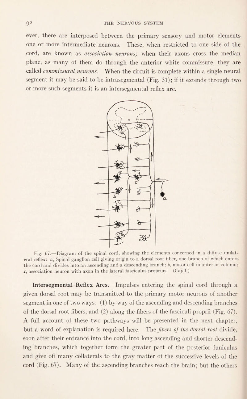 ever, there are interposed between the primary sensory and motor elements one or more intermediate neurons. These, when restricted to one side of the cord, are known as association neurons; when their axons cross the median plane, as many of them do through the anterior white commissure, they are called commissural neurons. When the circuit is complete within a single neural segment it may be said to be intrasegmental (Fig. 31); if it extends through two or more such segments it is an intersegmental reflex arc. Fig. 67.—Diagram of the spinal cord, showing the elements concerned in a diffuse unilat¬ eral reflex: a, Spinal ganglion cell giving origin to a dorsal root fiber, one branch of which enters the cord and divides into an ascending and a descending branch; b, motor cell in anterior column; C, association neuron with axon in the lateral fasciculus proprius. (Cajal.) Intersegmental Reflex Arcs.—Impulses entering the spinal cord through a given dorsal root may be transmitted to the primary motor neurons of another segment in one of two ways: (1) by way of the ascending and descending branches of the dorsal root fibers, and (2) along the fibers of the fasciculi proprii (Fig. 67). A full account of these two pathways will be presented in the next chapter, but a word of explanation is required here. The fibers of the dorsal root divide, soon after their entrance into the cord, into long ascending and shorter descend¬ ing branches, which together form the greater part of the posterior funiculus and give off many collaterals to the gray matter of the successive levels of the cord (Fig. 67). Many of the ascending branches reach the brain; but the others