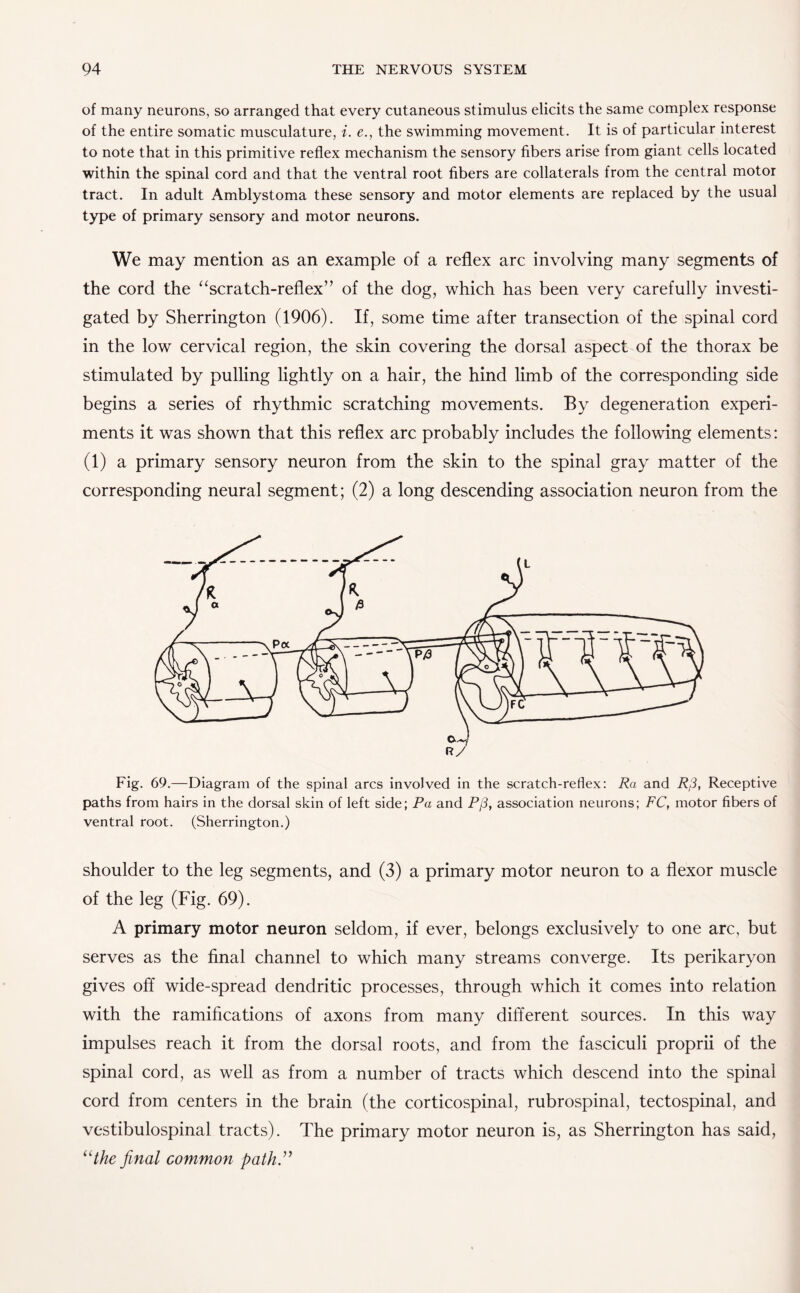 of many neurons, so arranged that every cutaneous stimulus elicits the same complex response of the entire somatic musculature, i. e., the swimming movement. It is of particular interest to note that in this primitive reflex mechanism the sensory fibers arise from giant cells located within the spinal cord and that the ventral root fibers are collaterals from the central motor tract. In adult Amblystoma these sensory and motor elements are replaced by the usual type of primary sensory and motor neurons. We may mention as an example of a reflex arc involving many segments of the cord the “scratch-reflex” of the dog, which has been very carefully investi¬ gated by Sherrington (1906). If, some time after transection of the spinal cord in the low cervical region, the skin covering the dorsal aspect of the thorax be stimulated by pulling lightly on a hair, the hind limb of the corresponding side begins a series of rhythmic scratching movements. By degeneration experi¬ ments it was shown that this reflex arc probably includes the following elements: (1) a primary sensory neuron from the skin to the spinal gray matter of the corresponding neural segment; (2) a long descending association neuron from the Fig. 69.—Diagram of the spinal arcs involved in the scratch-reflex: Ra and Rfi, Receptive paths from hairs in the dorsal skin of left side; Pa and P(3, association neurons; FC, motor fibers of ventral root. (Sherrington.) shoulder to the leg segments, and (3) a primary motor neuron to a flexor muscle of the leg (Fig. 69). A primary motor neuron seldom, if ever, belongs exclusively to one arc, but serves as the final channel to which many streams converge. Its perikaryon gives off wide-spread dendritic processes, through which it comes into relation with the ramifications of axons from many different sources. In this way impulses reach it from the dorsal roots, and from the fasciculi proprii of the spinal cord, as well as from a number of tracts which descend into the spinal cord from centers in the brain (the corticospinal, rubrospinal, tectospinal, and vestibulospinal tracts). The primary motor neuron is, as Sherrington has said, “the final common path ”