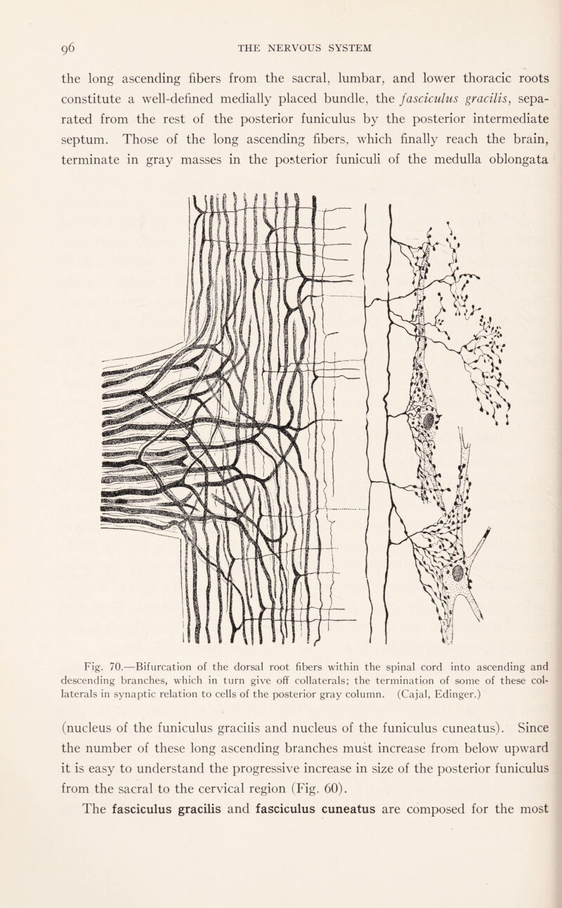 the long ascending fibers from the sacral, lumbar, and lower thoracic roots constitute a well-defined medially placed bundle, the fasciculus gracilis, sepa¬ rated from the rest of the posterior funiculus by the posterior intermediate septum. Those of the long ascending fibers, which finally reach the brain, terminate in gray masses in the posterior funiculi of the medulla oblongata Fig. 70.—Bifurcation of the dorsal root fibers within the spinal cord into ascending and descending branches, which in turn give off collaterals; the termination of some of these cob laterals in synaptic relation to cells of the posterior gray column. (Cajal, Edinger.) (nucleus of the funiculus gracilis and nucleus of the funiculus cuneatus). Since the number of these long ascending branches must increase from below upward it is easy to understand the progressive increase in size of the posterior funiculus from the sacral to the cervical region (Fig. 60). The fasciculus gracilis and fasciculus cuneatus are composed for the most