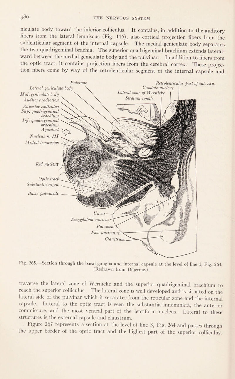 niculate body toward the inferior colliculus. It contains, in addition to the auditory fibers from the lateral lemniscus (Fig. 116), also cortical projection fibers from the sublenticular segment of the internal capsule. The medial geniculate body separates the two quadrigeminal brachia. The superior quadrigeminal brachium extends lateral- ward between the medial geniculate body and the pulvinar. In addition to fibers from the optic tract, it contains projection fibers from the cerebral cortex. These projec¬ tion fibers come by way of the retrolenticular segment of the internal capsule and Pulvinar Retrolenticular part of int. cap. Lateral geniculate body \ Caudate nucleus Med. geniculate body ^ \ \ Lateml zone °f Wernicke A uditory radiation Superior colliculus Sup. quadrigeminal brachium Inf. quadrigeminal brachium Aqueduct Nucleus n. Ill Medial lemniscus Red nucleus Optic tract Substantia nigra Basis peduncuH rig. 265. Section through the basal ganglia and internal capsule at the level of line 1, Fig. 264, (Redrawn from Dejerine.) traverse the lateral zone of Wernicke and the superior quadrigeminal brachium to reach the superior colliculus. The lateral zone is well developed and is situated on the lateral side of the pulvinar which it separates from the reticular zone and the internal capsule. Lateral to the optic tract is seen the substantia mnommata, the anterior commissure, and the most ventral part of the lentiform nucleus. Lateral to these structures is the external capsule and claustrum. Figure 267 represents a section at the level of line 3, Fig. 264 and passes through the upper border of the optic tract and the highest part of the superior colliculus.