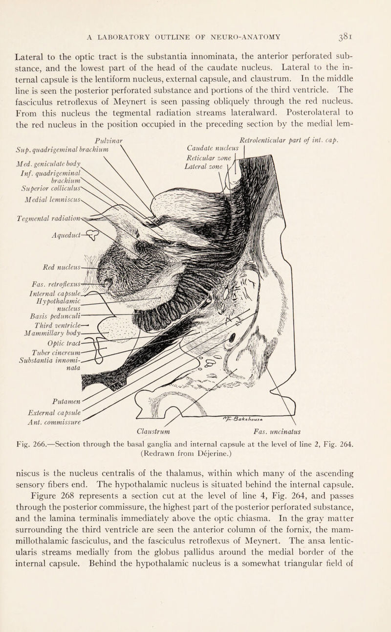 Lateral to the optic tract is the substantia innominata, the anterior perforated sub¬ stance, and the lowest part of the head of the caudate nucleus. Lateral to the in¬ ternal capsule is the lentiform nucleus, external capsule, and claustrum. In the middle line is seen the posterior perforated substance and portions of the third ventricle. The fasciculus retrotlexus of Meynert is seen passing obliquely through the red nucleus. From this nucleus the tegmental radiation streams lateralward. Posterolateral to the red nucleus in the position occupied in the preceding section by the medial lem- Pulvinar Sup. quadrigeminal brachium Med. geniculate body Inf. quadrigeminal brachium Superior colliculus Medial lemniscus Tegmental radiation Aqueduct w Red nucleus—UM, Fas. retrojlexus-th Internal capsule 7 Hypothalamic nucleus Basis pedunculi Third ventricle Mammillary body Optic tract Tliber cinereum Substantia innomi nata Putamen External capsule Ant. commissure Retr denticular part of int. cap. Claustrum Qake-housc. Fas. uncinatus Fig. 266.—Section through the basal ganglia and internal capsule at the level of line 2, Fig. 264. (Redrawn from Dejerine.) niscus is the nucleus centralis of the thalamus, within which many of the ascending sensory fibers end. The hypothalamic nucleus is situated behind the internal capsule. Figure 268 represents a section cut at the level of line 4, Fig. 264, and passes through the posterior commissure, the highest part of the posterior perforated substance, and the lamina terminalis immediately above the optic chiasma. In the gray matter surrounding the third ventricle are seen the anterior column of the fornix, the mam- millothalamic fasciculus, and the fasciculus retroflexus of Meynert. The ansa lentic- ularis streams medially from the globus pallidus around the medial border of the internal capsule. Behind the hypothalamic nucleus is a somewhat triangular field of
