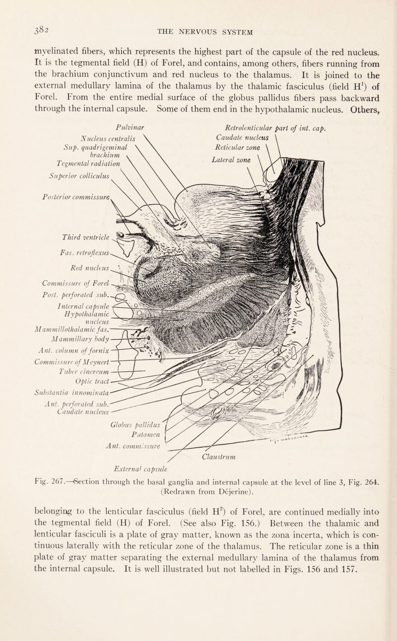 myelinated fibers, which represents the highest part of the capsule of the red nucleus. It is the tegmental field (H) of Forel, and contains, among others, fibers running from the brachium conjunctivum and red nucleus to the thalamus. It is joined to the external medullary lamina of the thalamus by the thalamic fasciculus (field H1) of Forel. From the entire medial surface of the globus pallidus fibers pass backward through the internal capsule. Some of them end in the hypothalamic nucleus. Others, Pulvinar NHelens centra Sup. quadrigeminal brachium T egmental radiation Superior colliculus Posterior commissure Retrolenticular part of int. cap. Caudate nucleus Third ventricle Fas. retroflexus Red nucleus Commissure of Forel Post, perforated Internal capsule p-^ Hypothalamic y B nucleus Mammillothalamic fas. —t=t Mammillary body —7 Ant. column of fornix Commissure of Meynert Tuber cincreum Optic tract S11 bstantia innominata Ant. perforated sub. Caudate nucleus Globus pallidus Put a men Ant. commissure __ Claustr. External capsule Fig. 267.—Section through the basal ganglia and internal capsule at the level of line 3, Fig. 264. (Redrawn from Dejerine). belonging to the lenticular fasciculus (field H2) of Forel, are continued medially into the tegmental field (H) of Forel. (See also Fig. 156.) Between the thalamic and lenticular fasciculi is a plate of gray matter, known as the zona incerta, which is con¬ tinuous laterally with the reticular zone of the thalamus. The reticular zone is a thin plate of gray matter separating the external medullary lamina of the thalamus from the internal capsule. It is well illustrated but not labelled in Figs. 156 and 157.