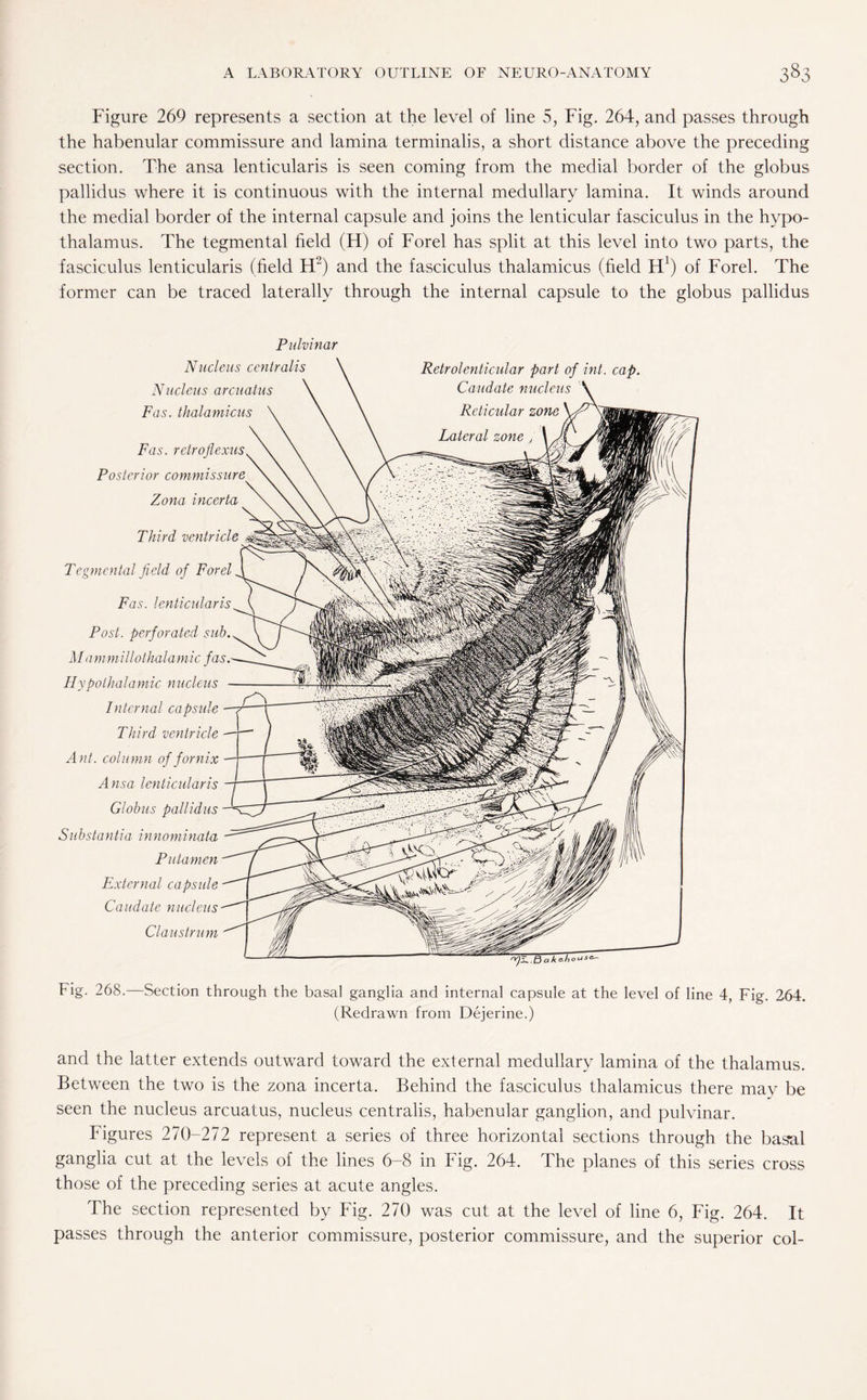 Figure 269 represents a section at the level of line 5, Fig. 264, and passes through the habenular commissure and lamina terminalis, a short distance above the preceding section. The ansa lenticularis is seen coming from the medial border of the globus pallidus where it is continuous with the internal medullary lamina. It winds around the medial border of the internal capsule and joins the lenticular fasciculus in the hypo¬ thalamus. The tegmental held (H) of Forel has split at this level into two parts, the fasciculus lenticularis (held H2) and the fasciculus thalamicus (held H1) of Forel. The former can be traced laterally through the internal capsule to the globus pallidus Pulvinar Nucleus centralis Nucleus arcuatus Fas. thalamicus Fas. retroflexus Posterior commissure Zona incerta Third ventricle Tegmental field of Forel Fas. lenticularis Post, perforated sub. M am m illothalamic fas. Hypolhalamic nucleus Internal capsule — Third ventricle Ant. column of fornix Ansa lenticularis Globus pallidus Substantia innominata Putamen External capsule Caudate nucleus Claustrum Retrolenticular part of int. cap. Caudate nucleus a ke.ho^sc Fig. 268.—Section through the basal ganglia and internal capsule at the level of line 4, Fig. 264. (Redrawn from Dejerine.) and the latter extends outward toward the external medullary lamina of the thalamus. Between the two is the zona incerta. Behind the fasciculus thalamicus there may be seen the nucleus arcuatus, nucleus centralis, habenular ganglion, and pulvinar. Figures 270-272 represent a series of three horizontal sections through the basal ganglia cut at the levels of the lines 6-8 in Fig. 264. The planes of this series cross those of the preceding series at acute angles. The section represented by Fig. 270 was cut at the level of line 6, Fig. 264. It passes through the anterior commissure, posterior commissure, and the superior col-