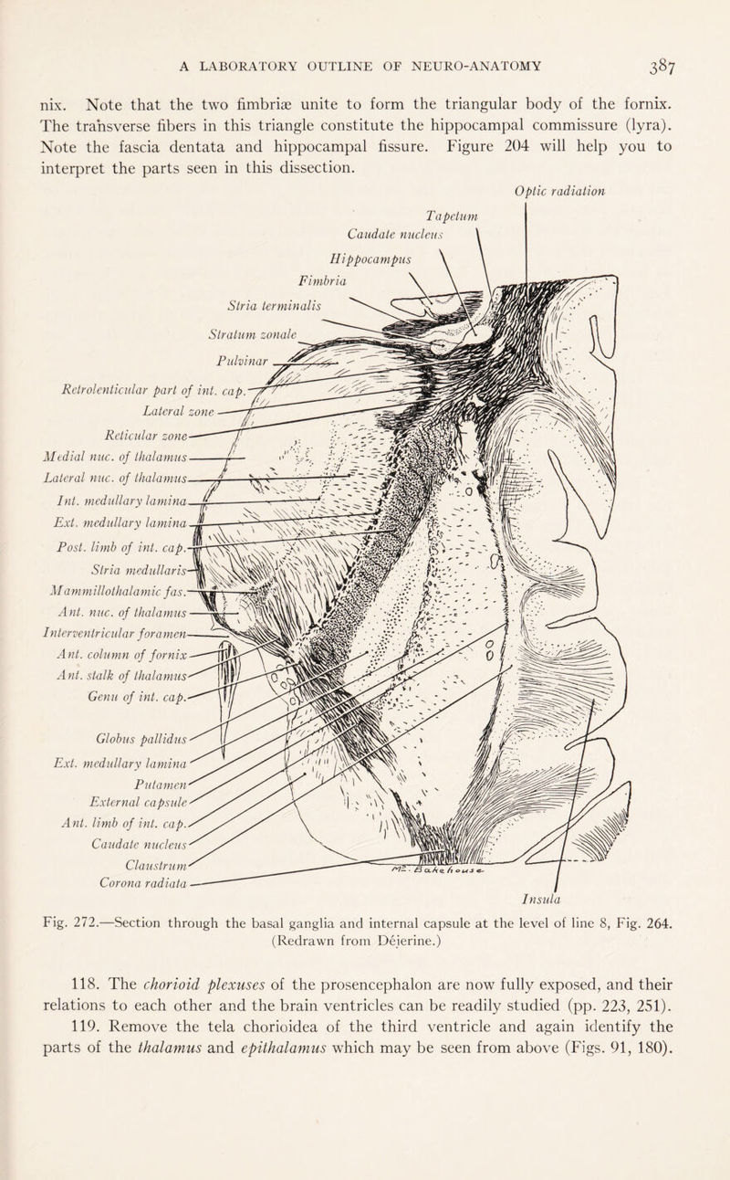 nix. Note that the two fimbriae unite to form the triangular body of the fornix. The transverse fibers in this triangle constitute the hippocampal commissure (lyra). Note the fascia dentata and hippocampal fissure. Figure 204 will help you to interpret the parts seen in this dissection. Optic radiation Tapetum Caudate nucleus Hippocampus Fimbria Stria terminalis Stratum zonale Retrolenticular part of int. cap. Lateral zone Reticular zone Medial nuc. of thalamus Lateral nuc. of thalamus Int. medullary lamina Ext. medullary lamina Post, limb of int. cap. Stria M a mmillothalamic fas. Ant. nuc. of thalamus I nterventricidar foramen- Ant. column of fornix Ant. stalk of thalamus Genu of int. cap. Globus pallidus Ext. medullary lamina Putamen External capsule Ant. limb of int. cap. Caudate nucleus Claustrum Corona radiata Insula Fig. 272.—Section through the basal ganglia and internal capsule at the level of line 8, Fig. 264. (Redrawn from Deierine.) 118. The chorioid plexuses of the prosencephalon are now fully exposed, and their relations to each other and the brain ventricles can be readily studied (pp. 223, 251). 119. Remove the tela chorioidea of the third ventricle and again identify the parts of the thalamus and epithalamus which may be seen from above (Figs. 91, 180).
