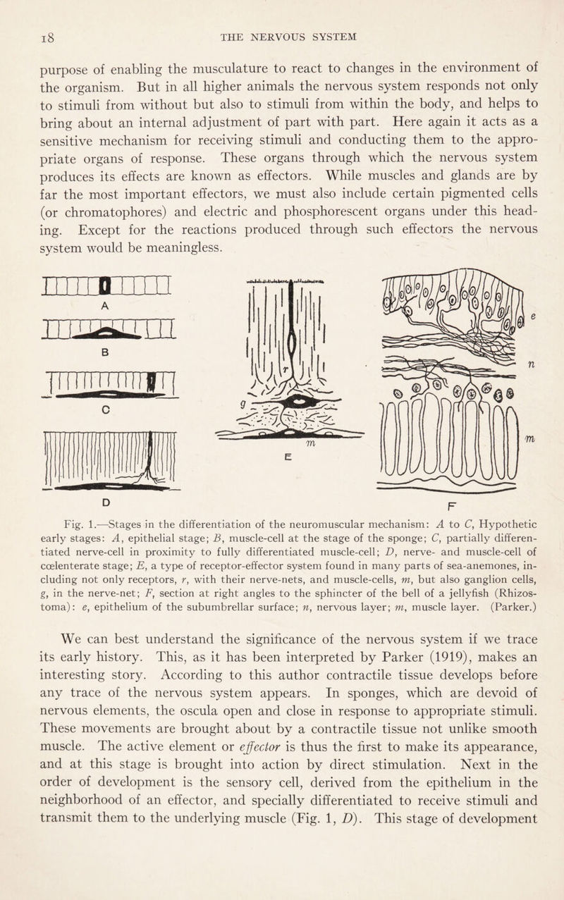 purpose of enabling the musculature to react to changes in the environment of the organism. But in all higher animals the nervous system responds not only to stimuli from without but also to stimuli from within the body, and helps to bring about an internal adjustment of part with part. Here again it acts as a sensitive mechanism for receiving stimuli and conducting them to the appro¬ priate organs of response. These organs through which the nervous system produces its effects are known as effectors. While muscles and glands are by far the most important effectors, we must also include certain pigmented cells (or chromatophores) and electric and phosphorescent organs under this head¬ ing. Except for the reactions produced through such effectors the nervous system would be meaningless. Fig. 1.—Stages in the differentiation of the neuromuscular mechanism: A to C, Hypothetic early stages: A, epithelial stage; B, muscle-cell at the stage of the sponge; C, partially differen¬ tiated nerve-cell in proximity to fully differentiated muscle-cell; D, nerve- and muscle-cell of ccelenterate stage; E, a type of receptor-effector system found in many parts of sea-anemones, in¬ cluding not only receptors, r, with their nerve-nets, and muscle-cells, m, but also ganglion cells, g, in the nerve-net; F, section at right angles to the sphincter of the bell of a jellyfish (Rhizos- toma): e, epithelium of the subumbrellar surface; n, nervous layer; m, muscle layer. (Parker.) We can best understand the significance of the nervous system if we trace its early history. This, as it has been interpreted by Parker (1919), makes an interesting story. According to this author contractile tissue develops before any trace of the nervous system appears. In sponges, which are devoid of nervous elements, the oscula open and close in response to appropriate stimuli. These movements are brought about by a contractile tissue not unlike smooth muscle. The active element or effector is thus the first to make its appearance, and at this stage is brought into action by direct stimulation. Next in the order of development is the sensory cell, derived from the epithelium in the neighborhood of an effector, and specially differentiated to receive stimuli and transmit them to the underlying muscle (Fig. 1, D). This stage of development