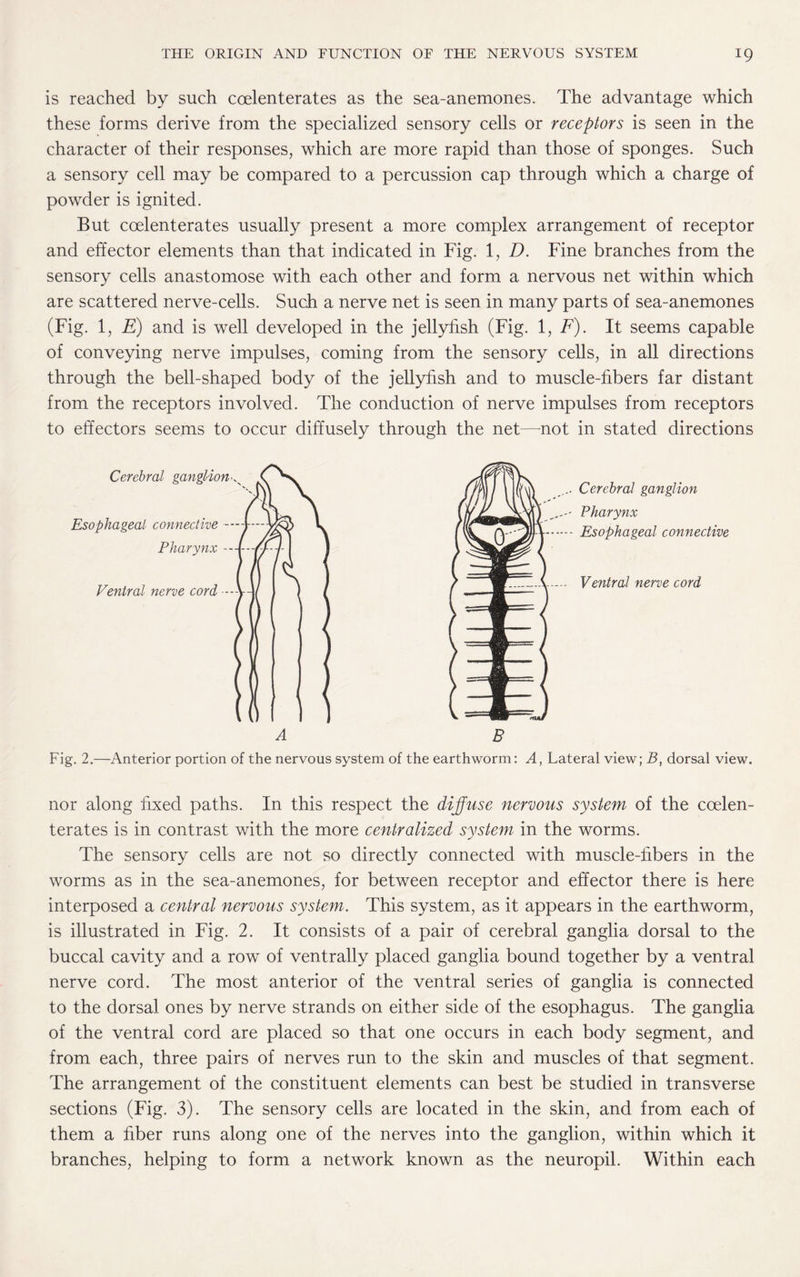 is reached by such coelenterates as the sea-anemones. The advantage which these forms derive from the specialized sensory cells or receptors is seen in the character of their responses, which are more rapid than those of sponges. Such a sensory cell may be compared to a percussion cap through which a charge of powder is ignited. But coelenterates usually present a more complex arrangement of receptor and effector elements than that indicated in Fig. 1, D. Fine branches from the sensory cells anastomose with each other and form a nervous net within which are scattered nerve-cells. Such a nerve net is seen in many parts of sea-anemones (Fig. 1, E) and is well developed in the jellyfish (Fig. 1, F). It seems capable of conveying nerve impulses, coming from the sensory cells, in all directions through the bell-shaped body of the jellyfish and to muscle-fibers far distant from the receptors involved. The conduction of nerve impulses from receptors to effectors seems to occur diffusely through the net—-not in stated directions ... Cerebral ganglion - Pharynx -- Esophageal connective - Ventral nerve cord Fig. 2.—Anterior portion of the nervous system of the earthworm: A, Lateral view; B, dorsal view. nor along fixed paths. In this respect the difuse nervous system of the coelen¬ terates is in contrast with the more centralized system in the worms. The sensory cells are not so directly connected with muscle-fibers in the worms as in the sea-anemones, for between receptor and effector there is here interposed a central nervous system. This system, as it appears in the earthworm, is illustrated in Fig. 2. It consists of a pair of cerebral ganglia dorsal to the buccal cavity and a row of ventrally placed ganglia bound together by a ventral nerve cord. The most anterior of the ventral series of ganglia is connected to the dorsal ones by nerve strands on either side of the esophagus. The ganglia of the ventral cord are placed so that one occurs in each body segment, and from each, three pairs of nerves run to the skin and muscles of that segment. The arrangement of the constituent elements can best be studied in transverse sections (Fig. 3). The sensory cells are located in the skin, and from each of them a fiber runs along one of the nerves into the ganglion, within which it branches, helping to form a network known as the neuropil. Within each