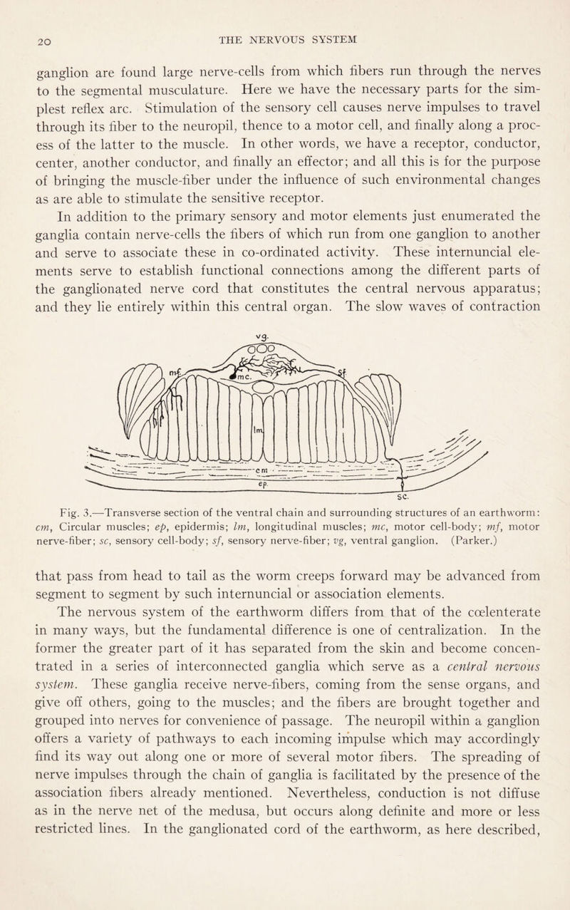 ganglion are found large nerve-cells from which fibers run through the nerves to the segmental musculature. Here we have the necessary parts for the sim¬ plest reflex arc. Stimulation of the sensory cell causes nerve impulses to travel through its fiber to the neuropil, thence to a motor cell, and finally along a proc¬ ess of the latter to the muscle. In other words, we have a receptor, conductor, center, another conductor, and finally an effector; and all this is for the purpose of bringing the muscle-fiber under the influence of such environmental changes as are able to stimulate the sensitive receptor. In addition to the primary sensory and motor elements just enumerated the ganglia contain nerve-cells the fibers of which run from one ganglion to another and serve to associate these in co-ordinated activity. These internuncial ele¬ ments serve to establish functional connections among the different parts of the ganglionated nerve cord that constitutes the central nervous apparatus; and they lie entirely within this central organ. The slow waves of contraction *3- Fig. 3.—Transverse section of the ventral chain and surrounding structures of an earthworm: cm, Circular muscles; ep, epidermis; Im, longitudinal muscles; me, motor cell-body; mf, motor nerve-fiber; sc, sensory cell-body; sf, sensory nerve-fiber; vg, ventral ganglion. (Parker.) that pass from head to tail as the worm creeps forward may be advanced from segment to segment by such internuncial or association elements. The nervous system of the earthworm differs from that of the coelenterate in many ways, but the fundamental difference is one of centralization. In the former the greater part of it has separated from the skin and become concen¬ trated in a series of interconnected ganglia which serve as a central nervous system. These ganglia receive nerve-fibers, coming from the sense organs, and give off others, going to the muscles; and the fibers are brought together and grouped into nerves for convenience of passage. The neuropil within a ganglion offers a variety of pathways to each incoming impulse which may accordingly find its way out along one or more of several motor fibers. The spreading of nerve impulses through the chain of ganglia is facilitated by the presence of the association fibers already mentioned. Nevertheless, conduction is not diffuse as in the nerve net of the medusa, but occurs along definite and more or less restricted lines. In the ganglionated cord of the earthworm, as here described,