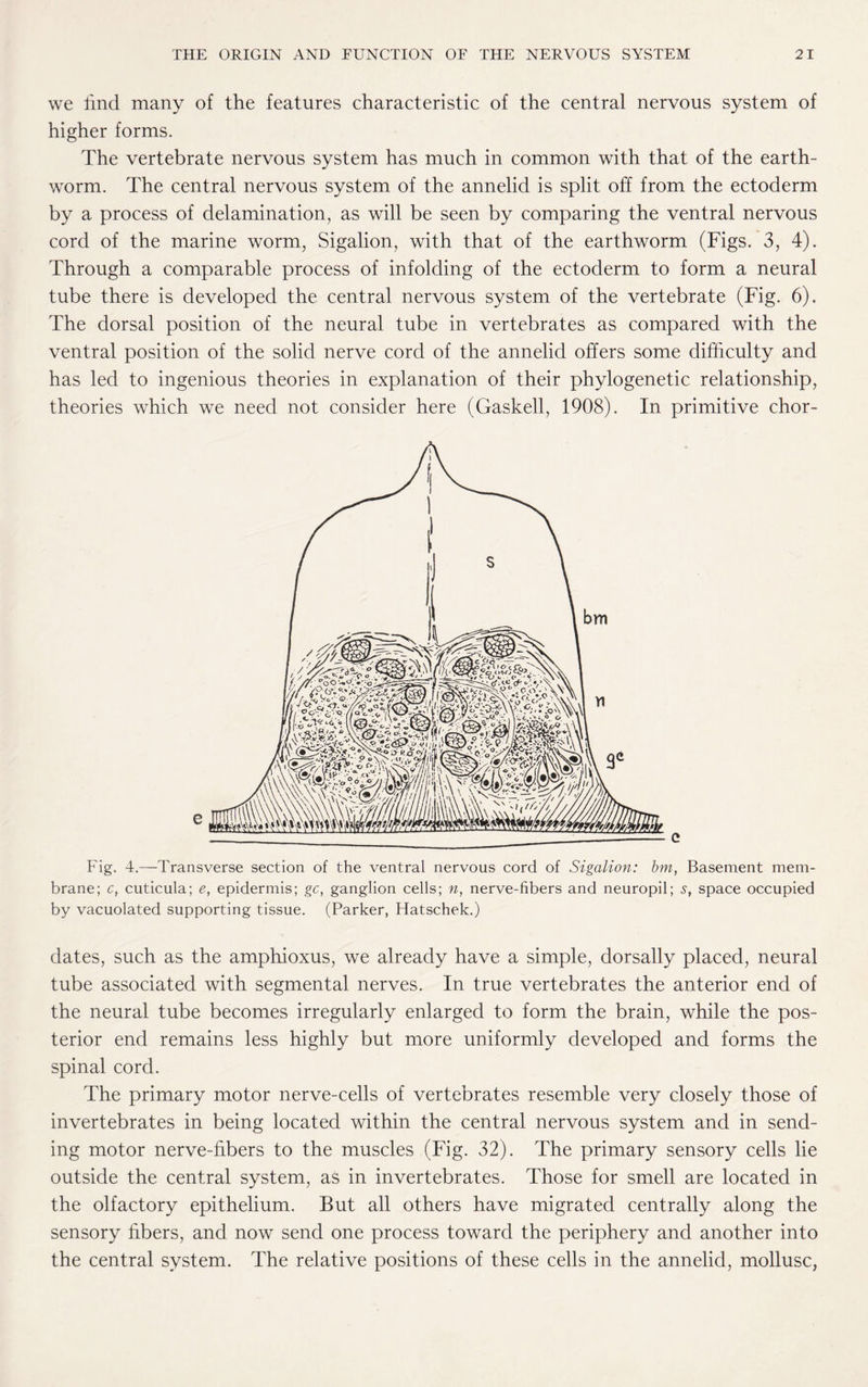 we find many of the features characteristic of the central nervous system of higher forms. The vertebrate nervous system has much in common with that of the earth¬ worm. The central nervous system of the annelid is split off from the ectoderm by a process of delamination, as will be seen by comparing the ventral nervous cord of the marine worm, Sigalion, with that of the earthworm (Figs. 3, 4). Through a comparable process of infolding of the ectoderm to form a neural tube there is developed the central nervous system of the vertebrate (Fig. 6). The dorsal position of the neural tube in vertebrates as compared with the ventral position of the solid nerve cord of the annelid offers some difficulty and has led to ingenious theories in explanation of their phylogenetic relationship, theories which we need not consider here (Gaskell, 1908). In primitive chor- Fig. 4.—Transverse section of the ventral nervous cord of Sigalion: bm, Basement mem¬ brane; c, cuticula; e, epidermis; gc, ganglion cells; n, nerve-fibers and neuropil; s, space occupied by vacuolated supporting tissue. (Parker, Hatschek.) dates, such as the amphioxus, we already have a simple, dorsally placed, neural tube associated with segmental nerves. In true vertebrates the anterior end of the neural tube becomes irregularly enlarged to form the brain, while the pos¬ terior end remains less highly but more uniformly developed and forms the spinal cord. The primary motor nerve-cells of vertebrates resemble very closely those of invertebrates in being located within the central nervous system and in send¬ ing motor nerve-fibers to the muscles (Fig. 32). The primary sensory cells lie outside the central system, as in invertebrates. Those for smell are located in the olfactory epithelium. But all others have migrated centrally along the sensory fibers, and now send one process toward the periphery and another into the central system. The relative positions of these cells in the annelid, mollusc,