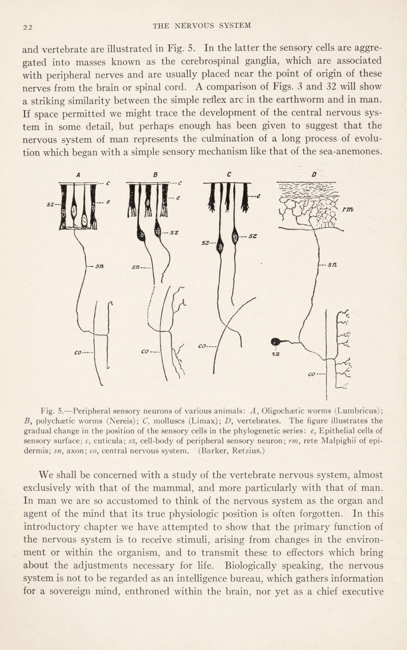 and vertebrate are illustrated in Fig. 5. In the latter the sensory cells are aggre¬ gated into masses known as the cerebrospinal ganglia, which are associated with peripheral nerves and are usually placed near the point of origin of these nerves from the brain or spinal cord. A comparison of Figs. 3 and 32 will show a striking similarity between the simple reflex arc in the earthworm and in man. If space permitted we might trace the development of the central nervous sys¬ tem in some detail, but perhaps enough has been given to suggest that the nervous system of man represents the culmination of a long process of evolu¬ tion which began with a simple sensory mechanism like that of the sea-anemones. a b c - d Fig. 5.—Peripheral sensory neurons of various animals: A, Oligochaetic worms (Lumbricus); B, polychaetic worms (Nereis); C, molluscs (Limax); D, vertebrates. The figure illustrates the gradual change in the position of the sensory cells in the phylogenetic series: e, Epithelial cells of sensory surface; c, cuticula; sz, cell-body of peripheral sensory neuron; rm, rete Malpighii of epi¬ dermis; sn, axon; co, central nervous system. (Barker, Retzius.) We shall be concerned with a study of the vertebrate nervous system, almost exclusively with that of the mammal, and more particularly with that of man. In man we are so accustomed to think of the nervous system as the organ and agent of the mind that its true physiologic position is often forgotten. In this introductory chapter we have attempted to show that the primary function of the nervous system is to receive stimuli, arising from changes in the environ¬ ment or within the organism, and to transmit these to effectors which bring about the adjustments necessary for life. Biologically speaking, the nervous system is not to be regarded as an intelligence bureau, which gathers information for a sovereign mind, enthroned within the brain, nor yet as a chief executive