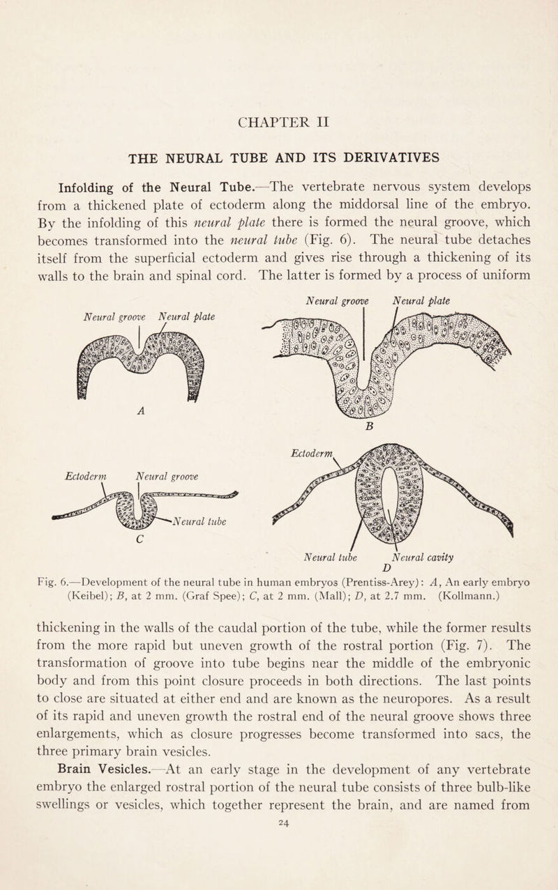 CHAPTER II THE NEURAL TUBE AND ITS DERIVATIVES Infolding of the Neural Tube.—The vertebrate nervous system develops from a thickened plate of ectoderm along the middorsal line of the embryo. By the infolding of this neural plate there is formed the neural groove, which becomes transformed into the neural tube (Fig. 6). The neural tube detaches itself from the superficial ectoderm and gives rise through a thickening of its walls to the brain and spinal cord. The latter is formed by a process of uniform Fig. 6.—Development of the neural tube in human embryos (Prentiss-Arey): A, An early embryo (Keibel); B, at 2 mm. (Graf Spee); C, at 2 mm. (Mall); D, at 2.7 mm. (Kollmann.) thickening in the walls of the caudal portion of the tube, while the former results from the more rapid but uneven growth of the rostral portion (Fig. 7). The transformation of groove into tube begins near the middle of the embryonic body and from this point closure proceeds in both directions. The last points to close are situated at either end and are known as the neuropores. As a result of its rapid and uneven growth the rostral end of the neural groove shows three enlargements, which as closure progresses become transformed into sacs, the three primary brain vesicles. Brain Vesicles.—At an early stage in the development of any vertebrate embryo the enlarged rostral portion of the neural tube consists of three bulb-like swellings or vesicles, which together represent the brain, and are named from