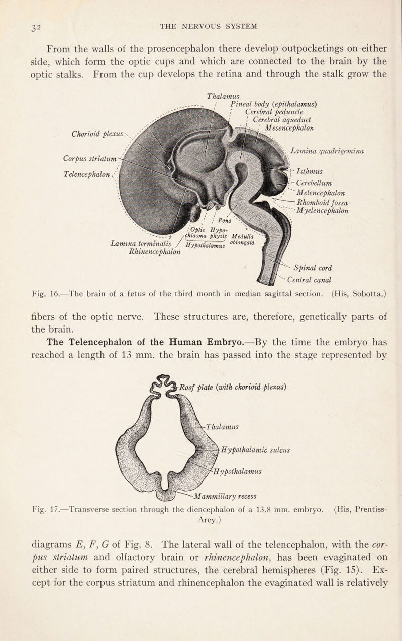 From the walls of the prosencephalon there develop outpocketings on either side, which form the optic cups and which are connected to the brain by the optic stalks. From the cup develops the retina and through the stalk grow the Corpus striatum Telencephalon / Lamina terminalis Rhinence photon ''' Spinal cord ''' Central canal Chorioid plexus V Thalamus Pineal body (epithalamus) Cerebral peduncle Cerebral aqueduct Mesencephalon Lamina quadrigemina - Isthmus , - Cerebellum Met encephalon ‘ Rhomboid fossa 'Myelencephalon Fig. 16.—The brain of a fetus of the third month in median sagittal section. (His, Sobotta.) fibers of the optic nerve. These structures are, therefore, genetically parts of the brain. The Telencephalon of the Human Embryo.—By the time the embryo has reached a length of 13 mm. the brain has passed into the stage represented by hr Thalamus Roof plate (with chorioid plexus) Hypothalamic sulcus W-Hypothalamus Mammillary recess Fig. 17.—Transverse section through the diencephalon of a 13.8 mm. embryo. (His, Prentiss- Arey.) diagrams E, F, G of Fig. 8. The lateral wall of the telencephalon, with the cor¬ pus striatum and olfactory brain or rhinencephalony has been evaginated on either side to form paired structures, the cerebral hemispheres (Fig. 15). Ex¬ cept for the corpus striatum and rhinencephalon the evaginated wall is relatively