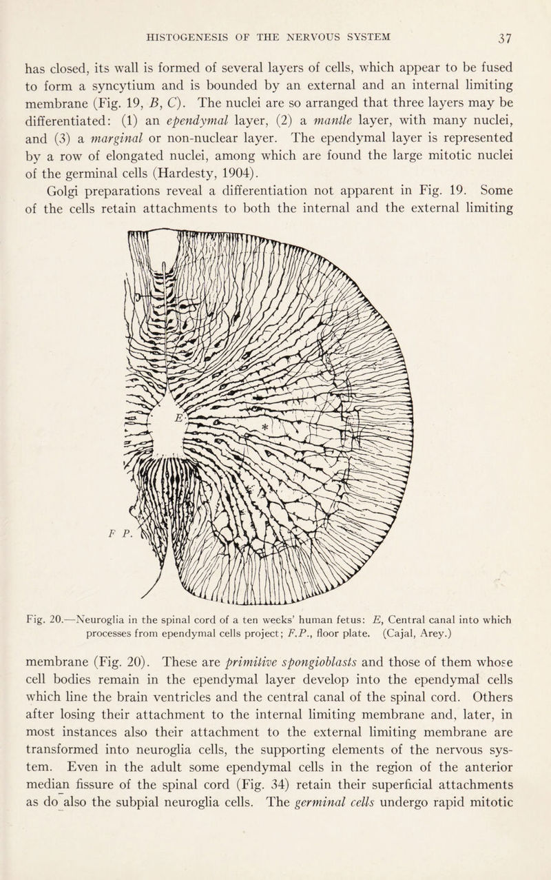 has closed, its wall is formed of several layers of cells, which appear to be fused to form a syncytium and is bounded by an external and an internal limiting membrane (Fig. 19, B, C). The nuclei are so arranged that three layers may be differentiated: (1) an ependymal layer, (2) a mantle layer, with many nuclei, and (3) a marginal or non-nuclear layer. The ependymal layer is represented by a row of elongated nuclei, among which are found the large mitotic nuclei of the germinal cells (Hardesty, 1904). Golgi preparations reveal a differentiation not apparent in Fig. 19. Some of the cells retain attachments to both the internal and the external limiting Fig. 20.—Neuroglia in the spinal cord of a ten weeks’ human fetus: E, Central canal into which processes from ependymal cells project; F.P., floor plate. (Cajal, Arey.) membrane (Fig. 20). These are primitive spongioblasts and those of them whose cell bodies remain in the ependymal layer develop into the ependymal cells which line the brain ventricles and the central canal of the spinal cord. Others after losing their attachment to the internal limiting membrane and, later, in most instances also their attachment to the external limiting membrane are transformed into neuroglia cells, the supporting elements of the nervous sys¬ tem. Even in the adult some ependymal cells in the region of the anterior median fissure of the spinal cord (Fig. 34) retain their superficial attachments as do also the subpial neuroglia cells. The germinal cells undergo rapid mitotic