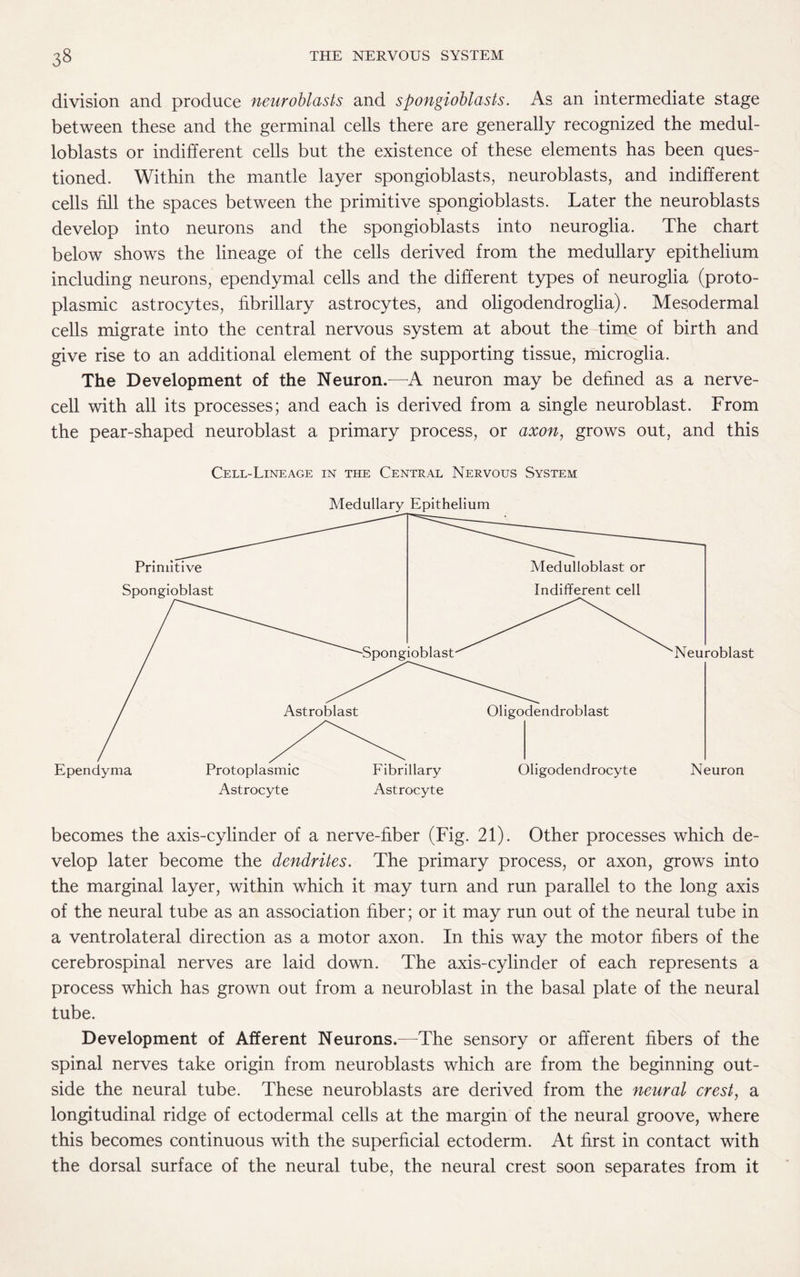 division and produce neuroblasts and spongioblasts. As an intermediate stage between these and the germinal cells there are generally recognized the medul- loblasts or indifferent cells but the existence of these elements has been ques¬ tioned. Within the mantle layer spongioblasts, neuroblasts, and indifferent cells fill the spaces between the primitive spongioblasts. Later the neuroblasts develop into neurons and the spongioblasts into neuroglia. The chart below shows the lineage of the cells derived from the medullary epithelium including neurons, ependymal cells and the different types of neuroglia (proto¬ plasmic astrocytes, fibrillary astrocytes, and oligodendroglia). Mesodermal cells migrate into the central nervous system at about the time of birth and give rise to an additional element of the supporting tissue, microglia. The Development of the Neuron.—A neuron may be defined as a nerve¬ cell with all its processes; and each is derived from a single neuroblast. From the pear-shaped neuroblast a primary process, or axon, grows out, and this Cell-Lineage in the Central Nervous System Medullary Epithelium Astrocyte Astrocyte becomes the axis-cylinder of a nerve-fiber (Fig. 21). Other processes which de¬ velop later become the dendrites. The primary process, or axon, grows into the marginal layer, within which it may turn and run parallel to the long axis of the neural tube as an association fiber; or it may run out of the neural tube in a ventrolateral direction as a motor axon. In this way the motor fibers of the cerebrospinal nerves are laid down. The axis-cylinder of each represents a process which has grown out from a neuroblast in the basal plate of the neural tube. Development of Afferent Neurons.—The sensory or afferent fibers of the spinal nerves take origin from neuroblasts which are from the beginning out¬ side the neural tube. These neuroblasts are derived from the neural crest, a longitudinal ridge of ectodermal cells at the margin of the neural groove, where this becomes continuous with the superficial ectoderm. At first in contact with the dorsal surface of the neural tube, the neural crest soon separates from it