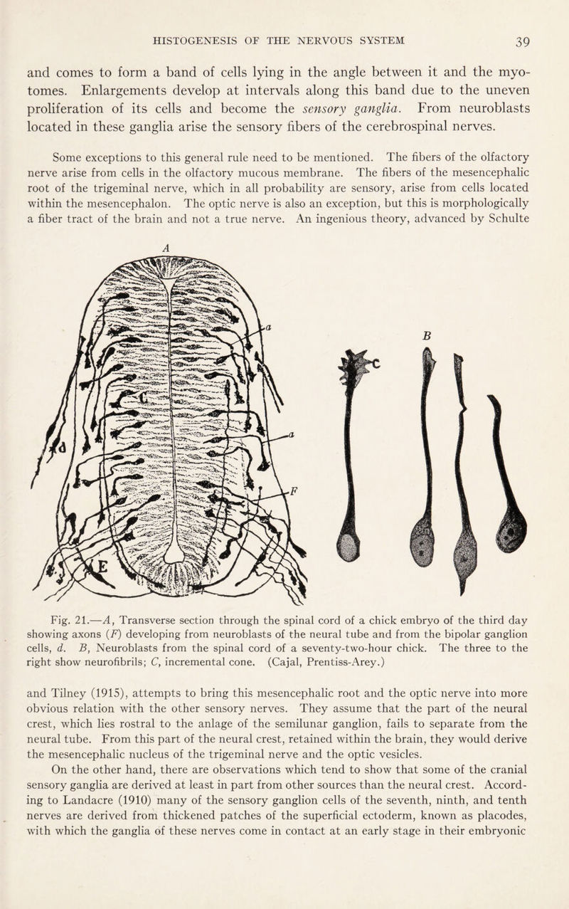 and comes to form a band of cells lying in the angle between it and the myo¬ tonies. Enlargements develop at intervals along this band due to the uneven proliferation of its cells and become the sensory ganglia. From neuroblasts located in these ganglia arise the sensory fibers of the cerebrospinal nerves. Some exceptions to this general rule need to be mentioned. The fibers of the olfactory nerve arise from cells in the olfactory mucous membrane. The fibers of the mesencephalic root of the trigeminal nerve, which in all probability are sensory, arise from cells located within the mesencephalon. The optic nerve is also an exception, but this is morphologically a fiber tract of the brain and not a true nerve. An ingenious theory, advanced by Schulte A Fig. 21.—A, Transverse section through the spinal cord of a chick embryo of the third day showing axons (F) developing from neuroblasts of the neural tube and from the bipolar ganglion cells, d. B, Neuroblasts from the spinal cord of a seventy-two-hour chick. The three to the right show neurofibrils; C, incremental cone. (Cajal, Prentiss-Arey.) and Tilney (1915), attempts to bring this mesencephalic root and the optic nerve into more obvious relation with the other sensory nerves. They assume that the part of the neural crest, which lies rostral to the anlage of the semilunar ganglion, fails to separate from the neural tube. From this part of the neural crest, retained within the brain, they would derive the mesencephalic nucleus of the trigeminal nerve and the optic vesicles. On the other hand, there are observations which tend to show that some of the cranial sensory ganglia are derived at least in part from other sources than the neural crest. Accord¬ ing to Landacre (1910) many of the sensory ganglion cells of the seventh, ninth, and tenth nerves are derived from thickened patches of the superficial ectoderm, known as placodes, with which the ganglia of these nerves come in contact at an early stage in their embryonic