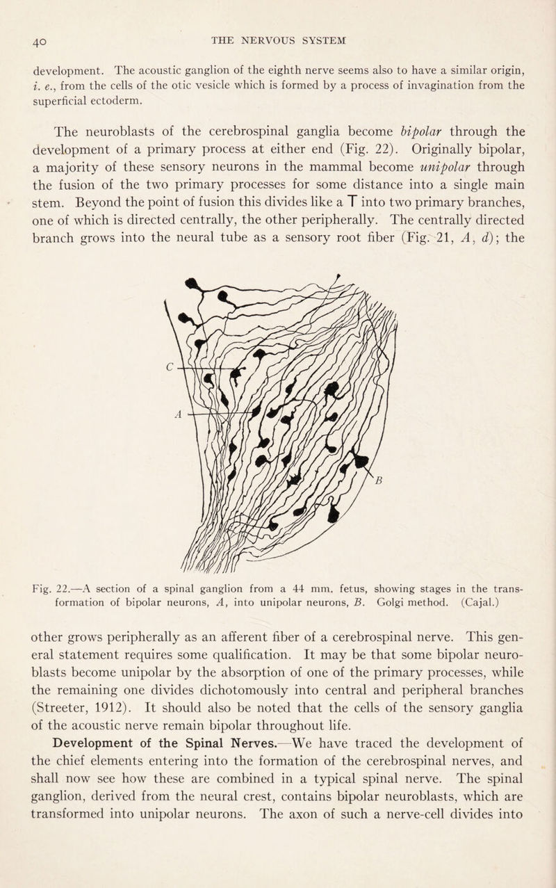 development. The acoustic ganglion of the eighth nerve seems also to have a similar origin, i. e., from the cells of the otic vesicle which is formed by a process of invagination from the superficial ectoderm. The neuroblasts of the cerebrospinal ganglia become bipolar through the development of a primary process at either end (Fig. 22). Originally bipolar, a majority of these sensory neurons in the mammal become unipolar through the fusion of the two primary processes for some distance into a single main stem. Beyond the point of fusion this divides like a T into two primary branches, one of which is directed centrally, the other peripherally. The centrally directed branch grows into the neural tube as a sensory root fiber (Fig. 21, A, d); the Fig. 22.—A section of a spinal ganglion from a 44 mm. fetus, showing stages in the trans¬ formation of bipolar neurons, A, into unipolar neurons, B. Golgi method. (Cajal.) other grows peripherally as an afferent fiber of a cerebrospinal nerve. This gen¬ eral statement requires some qualification. It may be that some bipolar neuro¬ blasts become unipolar by the absorption of one of the primary processes, while the remaining one divides dichotomously into central and peripheral branches (Streeter, 1912). It should also be noted that the cells of the sensory ganglia of the acoustic nerve remain bipolar throughout life. Development of the Spinal Nerves.—We have traced the development of the chief elements entering into the formation of the cerebrospinal nerves, and shall now see how these are combined in a typical spinal nerve. The spinal ganglion, derived from the neural crest, contains bipolar neuroblasts, which are transformed into unipolar neurons. The axon of such a nerve-cell divides into