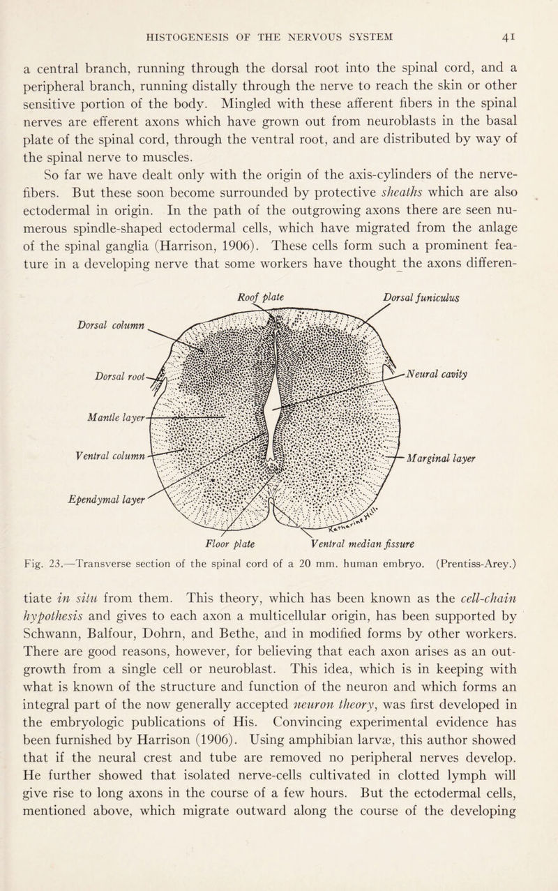 a central branch, running through the dorsal root into the spinal cord, and a peripheral branch, running distally through the nerve to reach the skin or other sensitive portion of the body. Mingled with these afferent fibers in the spinal nerves are efferent axons which have grown out from neuroblasts in the basal plate of the spinal cord, through the ventral root, and are distributed by way of the spinal nerve to muscles. So far we have dealt only with the origin of the axis-cylinders of the nerve- fibers. But these soon become surrounded by protective sheaths which are also ectodermal in origin. In the path of the outgrowing axons there are seen nu¬ merous spindle-shaped ectodermal cells, which have migrated from the anlage of the spinal ganglia (Harrison, 1906). These cells form such a prominent fea¬ ture in a developing nerve that some workers have thought the axons differen- Fig. 23.—Transverse section of the spinal cord of a 20 mm. human embryo. (Prentiss-Arey.) tiate in situ from them. This theory, which has been known as the cell-chain hypothesis and gives to each axon a multicellular origin, has been supported by Schwann, Balfour, Dohrn, and Bethe, and in modified forms by other workers. There are good reasons, however, for believing that each axon arises as an out¬ growth from a single cell or neuroblast. This idea, which is in keeping with what is known of the structure and function of the neuron and which forms an integral part of the now generally accepted neuron theory, was first developed in the embryologic publications of His. Convincing experimental evidence has been furnished by Harrison (1906). Using amphibian larvae, this author showed that if the neural crest and tube are removed no peripheral nerves develop. He further showed that isolated nerve-cells cultivated in clotted lymph will give rise to long axons in the course of a few hours. But the ectodermal cells, mentioned above, which migrate outward along the course of the developing