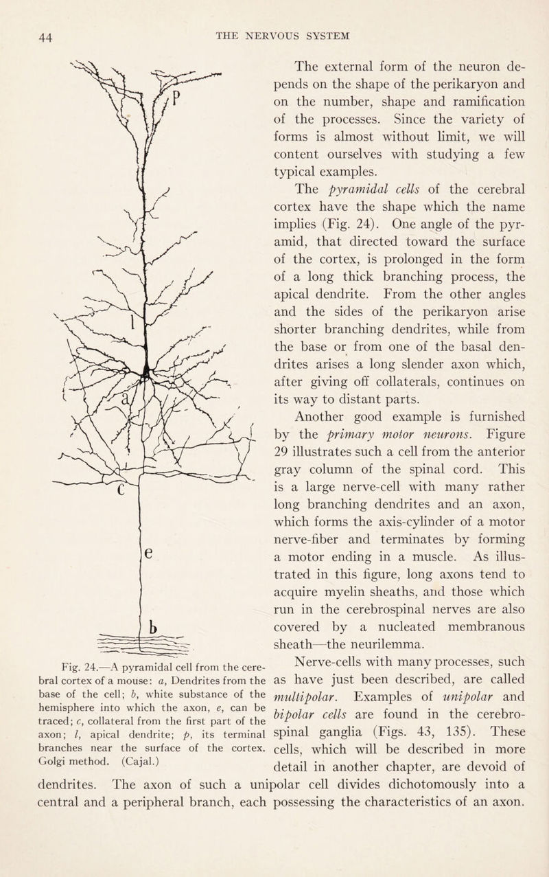 The external form of the neuron de¬ pends on the shape of the perikaryon and on the number, shape and ramification of the processes. Since the variety of forms is almost without limit, we will content ourselves with studying a few typical examples. The pyramidal cells of the cerebral cortex have the shape which the name implies (Fig. 24). One angle of the pyr¬ amid, that directed toward the surface of the cortex, is prolonged in the form of a long thick branching process, the apical dendrite. From the other angles and the sides of the perikaryon arise shorter branching dendrites, while from the base or from one of the basal den¬ drites arises a long slender axon which, after giving off collaterals, continues on its way to distant parts. Another good example is furnished by the primary motor neurons. Figure 29 illustrates such a cell from the anterior gray column of the spinal cord. This is a large nerve-cell with many rather long branching dendrites and an axon, which forms the axis-cylinder of a motor nerve-fiber and terminates by forming a motor ending in a muscle. As illus¬ trated in this figure, long axons tend to acquire myelin sheaths, and those which run in the cerebrospinal nerves are also covered by a nucleated membranous sheath—the neurilemma. Fig. 24.—A pyramidal cell from the cere- Nerve-cells with many processes, such bral cortex of a mouse: a, Dendrites from the as have just been described, are called base of the cell; b, white substance of the multipolar. Examples of unipolar and hemisphere into which the axon, e, can be 7 •, 7 77 r , . ,, •. , „ ^ c * \. r 4-u bipolar cells are found in the cerebro- traced; c, collateral Irom the hrst part ot the 1 axon; l, apical dendrite; p, its terminal spinal ganglia (Figs. 43, 135). These branches near the surface of the cortex, cells, which will be described in more Golgi method. (Cajal.) detail in another chapter, are devoid of dendrites. The axon of such a unipolar cell divides dichotomously into a central and a peripheral branch, each possessing the characteristics of an axon.