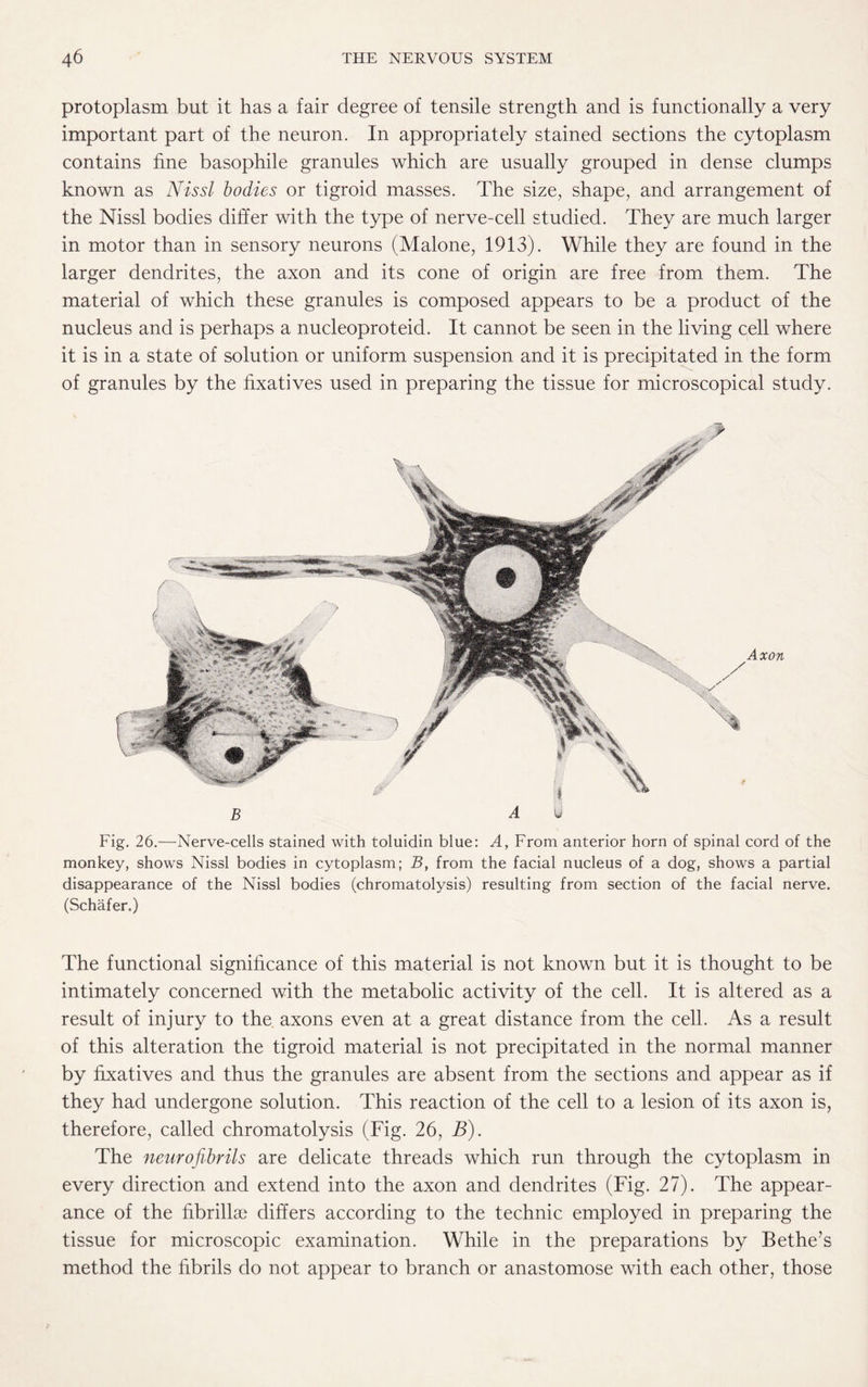 protoplasm but it has a fair degree of tensile strength and is functionally a very important part of the neuron. In appropriately stained sections the cytoplasm contains fine basophile granules which are usually grouped in dense clumps known as Nissl bodies or tigroid masses. The size, shape, and arrangement of the Nissl bodies differ with the type of nerve-cell studied. They are much larger in motor than in sensory neurons (Malone, 1913). While they are found in the larger dendrites, the axon and its cone of origin are free from them. The material of which these granules is composed appears to be a product of the nucleus and is perhaps a nucleoproteid. It cannot be seen in the living cell where it is in a state of solution or uniform suspension and it is precipitated in the form of granules by the fixatives used in preparing the tissue for microscopical study. Fig. 26.—Nerve-cells stained with toluidin blue: Ay From anterior horn of spinal cord of the monkey, shows Nissl bodies in cytoplasm; B, from the facial nucleus of a dog, shows a partial disappearance of the Nissl bodies (chromatolysis) resulting from section of the facial nerve. (Schafer.) The functional significance of this material is not known but it is thought to be intimately concerned with the metabolic activity of the cell. It is altered as a result of injury to the axons even at a great distance from the cell. As a result of this alteration the tigroid material is not precipitated in the normal manner by fixatives and thus the granules are absent from the sections and appear as if they had undergone solution. This reaction of the cell to a lesion of its axon is, therefore, called chromatolysis (Fig. 26, B). The neurofibrils are delicate threads which run through the cytoplasm in every direction and extend into the axon and dendrites (Fig. 27). The appear¬ ance of the fibrillae differs according to the technic employed in preparing the tissue for microscopic examination. While in the preparations by Bethe’s method the fibrils do not appear to branch or anastomose with each other, those