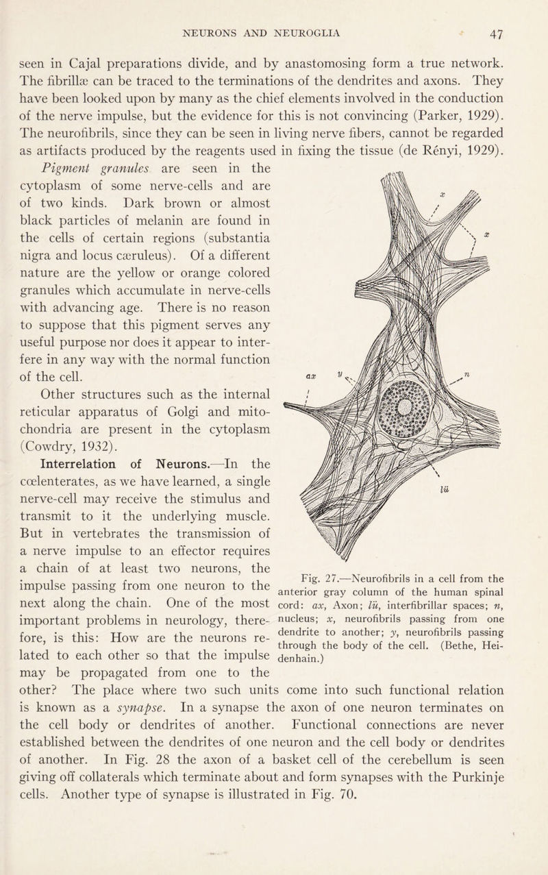 seen in Cajal preparations divide, and by anastomosing form a true network. The fibrillae can be traced to the terminations of the dendrites and axons. They have been looked upon by many as the chief elements involved in the conduction of the nerve impulse, but the evidence for this is not convincing (Parker, 1929). The neurofibrils, since they can be seen in living nerve fibers, cannot be regarded as artifacts produced by the reagents used in fixing the tissue (de Renyi, 1929). Pigment granules are seen in the cytoplasm of some nerve-cells and are of two kinds. Dark brown or almost black particles of melanin are found in the cells of certain regions (substantia nigra and locus caeruleus). Of a different nature are the yellow or orange colored granules which accumulate in nerve-cells with advancing age. There is no reason to suppose that this pigment serves any useful purpose nor does it appear to inter¬ fere in any way with the normal function of the cell. Other structures such as the internal reticular apparatus of Golgi and mito¬ chondria are present in the cytoplasm (Cowdry, 1932). Interrelation of Neurons.—In the coelenterates, as we have learned, a single nerve-cell may receive the stimulus and transmit to it the underlying muscle. But in vertebrates the transmission of a nerve impulse to an effector requires a chain of at least two neurons, the , • r , ,, Fig. 27.—Neurofibrils in a cell from the impulse passing from one neuron to the . • , f ,, , . . ^ r o anterior gray column of the human spinal next along the chain. One of the most cord: ax, Axon; lit, interfibrillar spaces; n, important problems in neurology, there- nucleus; x, neurofibrils passing from one fore, is this: How are the neurons re- *ndri*e *° a°ther; * P““nB 7 . through the body of the cell. (Bethe, Hei- lated to each other so that the impulse denhain.) may be propagated from one to the other? The place where two such units come into such functional relation is known as a synapse. In a synapse the axon of one neuron terminates on the cell body or dendrites of another. Functional connections are never established between the dendrites of one neuron and the cell body or dendrites of another. In Fig. 28 the axon of a basket cell of the cerebellum is seen giving off collaterals which terminate about and form synapses with the Purkinje cells. Another type of synapse is illustrated in Fig. 70.