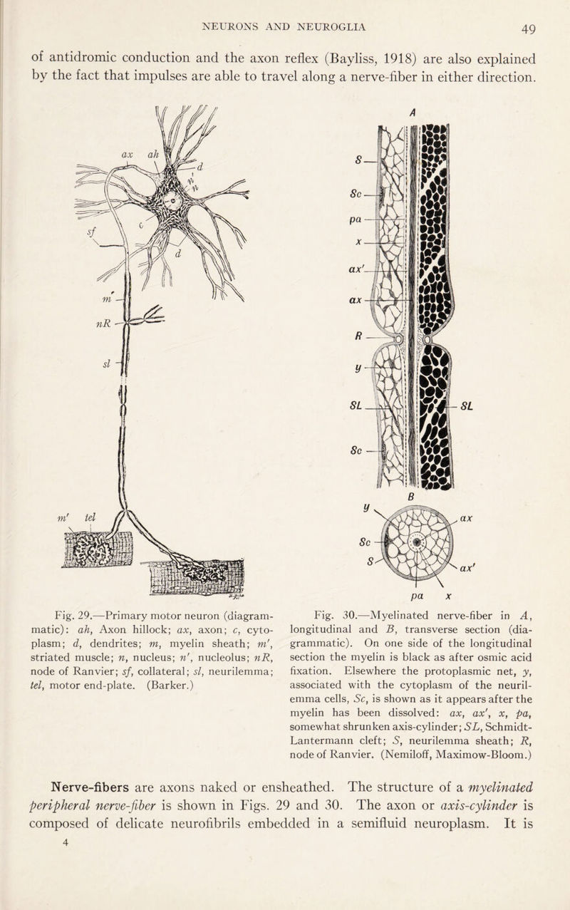 of antidromic conduction and the axon reflex (Bayliss, 1918) are also explained by the fact that impulses are able to travel along a nerve-fiber in either direction. Fig. 29.—Primary motor neuron (diagram¬ matic): ah, Axon hillock; ax, axon; c, cyto¬ plasm; d, dendrites; m, myelin sheath; m', striated muscle; n, nucleus; n', nucleolus; nR, node of Ranvier; sf, collateral; si, neurilemma; tel, motor end-plate. (Barker.) Fig. 30.—Myelinated nerve-fiber in A, longitudinal and B, transverse section (dia¬ grammatic). On one side of the longitudinal section the myelin, is black as after osmic acid fixation. Elsewhere the protoplasmic net, y, associated with the cytoplasm of the neuril¬ emma cells, Sc, is shown as it appears after the myelin has been dissolved: ax, ax', x, pa, somewhat shrunken axis-cylinder; SL, Schmidt- Lantermann cleft; S, neurilemma sheath; R, node of Ranvier. (Nemiloff, Maximow-Bloom.) Nerve-fibers are axons naked or ensheathed. The structure of a myelinated peripheral nerve-fiber is shown in Figs. 29 and 30. The axon or axis-cylinder is composed of delicate neurofibrils embedded in a semifluid neuroplasm. It is 4