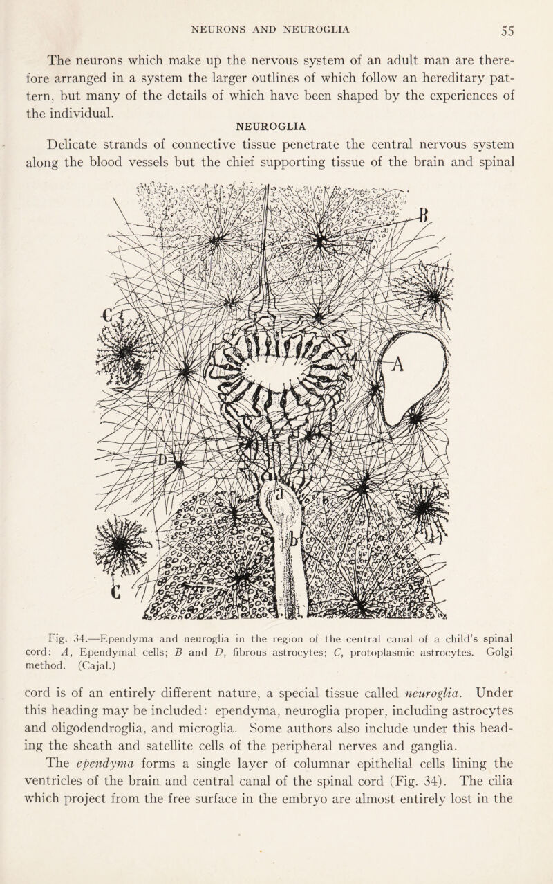 The neurons which make up the nervous system of an adult man are there¬ fore arranged in a system the larger outlines of which follow an hereditary pat¬ tern, but many of the details of which have been shaped by the experiences of the individual. NEUROGLIA Delicate strands of connective tissue penetrate the central nervous system along the blood vessels but the chief supporting tissue of the brain and spinal Fig. 34.—Ependyma and neuroglia in the region of the central canal of a child’s spinal cord: A, Ependymal cells; B and D, fibrous astrocytes; C, protoplasmic astrocytes. Golgi method. (Cajal.) cord is of an entirely different nature, a special tissue called neuroglia. Under this heading may be included: ependyma, neuroglia proper, including astrocytes and oligodendroglia, and microglia. Some authors also include under this head¬ ing the sheath and satellite cells of the peripheral nerves and ganglia. The ependyma forms a single layer of columnar epithelial cells lining the ventricles of the brain and central canal of the spinal cord (Fig. 34). The cilia which project from the free surface in the embryo are almost entirely lost in the