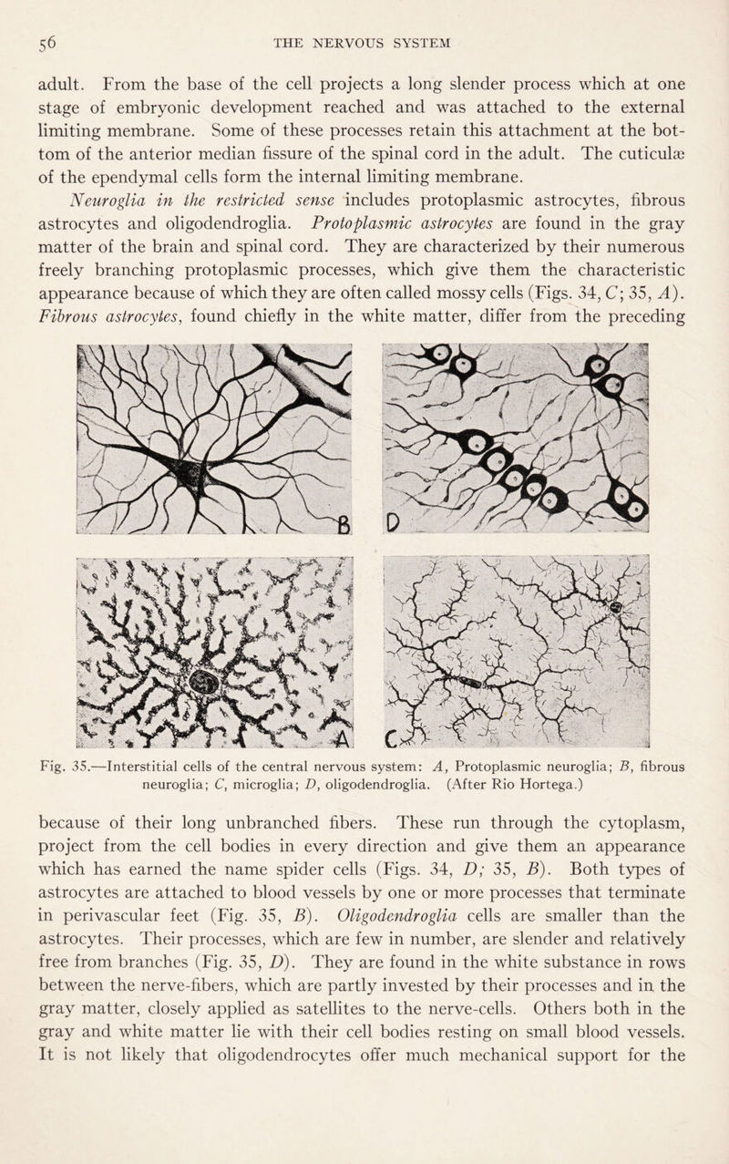 adult. From the base of the cell projects a long slender process which at one stage of embryonic development reached and was attached to the external limiting membrane. Some of these processes retain this attachment at the bot¬ tom of the anterior median fissure of the spinal cord in the adult. The cuticulae of the ependymal cells form the internal limiting membrane. Neuroglia in the restricted sense includes protoplasmic astrocytes, fibrous astrocytes and oligodendroglia. Protoplasmic astrocytes are found in the gray matter of the brain and spinal cord. They are characterized by their numerous freely branching protoplasmic processes, which give them the characteristic appearance because of which they are often called mossy cells (Figs. 34, C; 35, A). Fibrous astrocytes, found chiefly in the white matter, differ from the preceding Fig. 35.—Interstitial cells of the central nervous system: A, Protoplasmic neuroglia; B, fibrous neuroglia; C, microglia; D, oligodendroglia. (After Rio Hortega.) because of their long unbranched fibers. These run through the cytoplasm, project from the cell bodies in every direction and give them an appearance which has earned the name spider cells (Figs. 34, D; 35, B). Both types of astrocytes are attached to blood vessels by one or more processes that terminate in perivascular feet (Fig. 35, B). Oligodendroglia cells are smaller than the astrocytes. Their processes, which are few in number, are slender and relatively free from branches (Fig. 35, D). They are found in the white substance in rows between the nerve-fibers, which are partly invested by their processes and in the gray matter, closely applied as satellites to the nerve-cells. Others both in the gray and white matter lie with their cell bodies resting on small blood vessels. It is not likely that oligodendrocytes offer much mechanical support for the