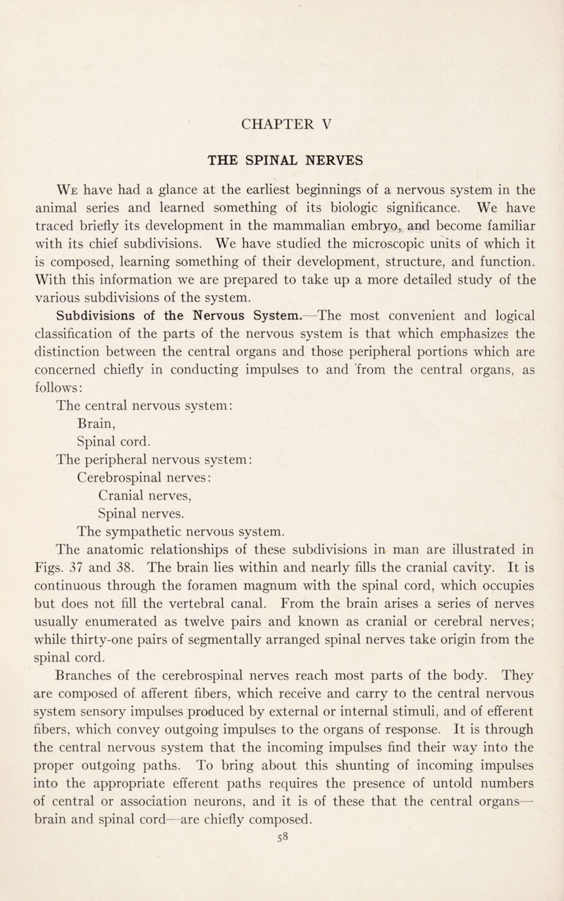 CHAPTER V THE SPINAL NERVES We have had a glance at the earliest beginnings of a nervous system in the animal series and learned something of its biologic significance. We have traced briefly its development in the mammalian embryo% and become familiar with its chief subdivisions. We have studied the microscopic units of which it is composed, learning something of their development, structure, and function. With this information we are prepared to take up a more detailed study of the various subdivisions of the system. Subdivisions of the Nervous System.—The most convenient and logical classification of the parts of the nervous system is that which emphasizes the distinction between the central organs and those peripheral portions which are concerned chiefly in conducting impulses to and from the central organs, as follows: The central nervous system: Brain, Spinal cord. The peripheral nervous system: Cerebrospinal nerves: Cranial nerves, Spinal nerves. The sympathetic nervous system. The anatomic relationships of these subdivisions in man are illustrated in Figs. 37 and 38. The brain lies within and nearly fills the cranial cavity. It is continuous through the foramen magnum with the spinal cord, which occupies but does not fill the vertebral canal. From the brain arises a series of nerves usually enumerated as twelve pairs and known as cranial or cerebral nerves; while thirty-one pairs of segmentally arranged spinal nerves take origin from the spinal cord. Branches of the cerebrospinal nerves reach most parts of the body. They are composed of afferent fibers, which receive and carry to the central nervous system sensory impulses produced by external or internal stimuli, and of efferent fibers, which convey outgoing impulses to the organs of response. It is through the central nervous system that the incoming impulses find their way into the proper outgoing paths. To bring about this shunting of incoming impulses into the appropriate efferent paths requires the presence of untold numbers of central or association neurons, and it is of these that the central organs—- brain and spinal cord—are chiefly composed.