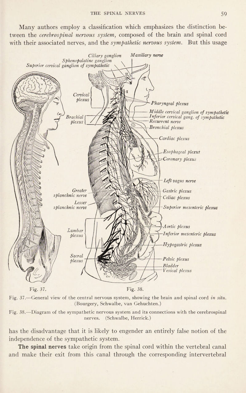 Many authors employ a classification which emphasizes the distinction be¬ tween the cerebrospinal nervous system, composed of the brain and spinal cord with their associated nerves, and the sympathetic nervous system. But this usage Ciliary ganglion Maxillary nerve Sphenopalatine ganglion . Superior cervical ganglion of sympathetic \ \ Cervical plexus Brachial plexus Greater splanchnic nerve Lesser splanchnic nerve Lumbar plexus Sacral plexus Pharyngeal plexus Middle cervical ganglion of sympathetic Inferior cervical gang, of sympathetic Recurrent nerve Bronchial plexus Cardiac plexus Esophageal plexus Coronary plexus Left vagus nerve Gastric plexus Celiac plexus ~Superior mesenteric plexus Aortic plexus Inferior mesenteric plexus Hypogastric plexus Pelvic plexus Bladder Vesical plexus Fig. 37. Fig. 38. Fig. 37.—General view of the central nervous system, showing the brain and spinal cord in situ. (Bourgery, Schwalbe, van Gehuchten.) Fig. 38.—Diagram of the sympathetic nervous system and its connections with the cerebrospinal nerves. (Schwalbe, Herrick.) has the disadvantage that it is likely to engender an entirely false notion of the independence of the sympathetic system. The spinal nerves take origin from the spinal cord within the vertebral canal and make their exit from this canal through the corresponding intervertebral