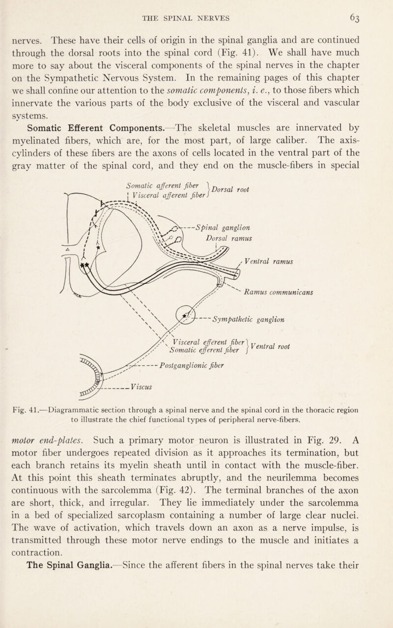 nerves. These have their cells of origin in the spinal ganglia and are continued through the dorsal roots into the spinal cord (Fig. 41). We shall have much more to say about the visceral components of the spinal nerves in the chapter on the Sympathetic Nervous System. In the remaining pages of this chapter we shall confine our attention to the somatic components, i. e., to those fibers which innervate the various parts of the body exclusive of the visceral and vascular systems. Somatic Efferent Components.—-The skeletal muscles are innervated by myelinated fibers, which are, for the most part, of large caliber. The axis- cylinders of these fibers are the axons of cells located in the ventral part of the gray matter of the spinal cord, and they end on the muscle-fibers in special Fig. 41.—Diagrammatic section through a spinal nerve and the spinal cord in the thoracic region to illustrate the chief functional types of peripheral nerve-fibers. motor end-plates. Such a primary motor neuron is illustrated in Fig. 29. A motor fiber undergoes repeated division as it approaches its termination, but each branch retains its myelin sheath until in contact with the muscle-fiber. At this point this sheath terminates abruptly, and the neurilemma becomes continuous with the sarcolemma (Fig. 42). The terminal branches of the axon are short, thick, and irregular. They lie immediately under the sarcolemma in a bed of specialized sarcoplasm containing a number of large clear nuclei. The wave of activation, which travels down an axon as a nerve impulse, is transmitted through these motor nerve endings to the muscle and initiates a contraction. The Spinal Ganglia.—Since the afferent fibers in the spinal nerves take their