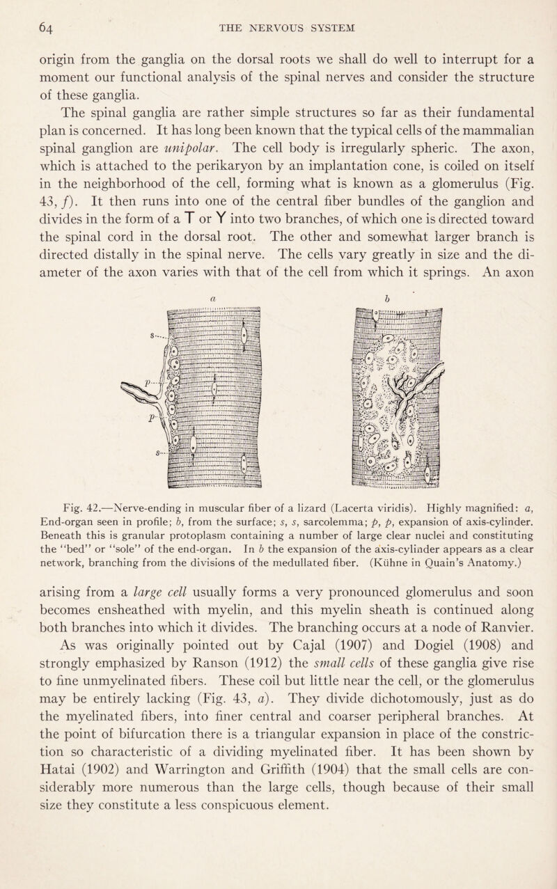 origin from the ganglia on the dorsal roots we shall do well to interrupt for a moment our functional analysis of the spinal nerves and consider the structure of these ganglia. The spinal ganglia are rather simple structures so far as their fundamental plan is concerned. It has long been known that the typical cells of the mammalian spinal ganglion are unipolar. The cell body is irregularly spheric. The axon, which is attached to the perikaryon by an implantation cone, is coiled on itself in the neighborhood of the cell, forming what is known as a glomerulus (Fig. 43, /). It then runs into one of the central fiber bundles of the ganglion and divides in the form of a T or Y into two branches, of which one is directed toward the spinal cord in the dorsal root. The other and somewhat larger branch is directed distally in the spinal nerve. The cells vary greatly in size and the di¬ ameter of the axon varies with that of the cell from which it springs. An axon Fig. 42.—Nerve-ending in muscular fiber of a lizard (Lacerta viridis). Highly magnified: a, End-organ seen in profile; b, from the surface; s, s, sarcolemma; p, p, expansion of axis-cylinder. Beneath this is granular protoplasm containing a number of large clear nuclei and constituting the “bed” or “sole” of the end-organ. In b the expansion of the axis-cylinder appears as a clear network, branching from the divisions of the medullated fiber. (Kiihne in Quain’s Anatomy.) arising from a large cell usually forms a very pronounced glomerulus and soon becomes ensheathed with myelin, and this myelin sheath is continued along both branches into which it divides. The branching occurs at a node of Ranvier. As was originally pointed out by Cajal (1907) and Dogiel (1908) and strongly emphasized by Ranson (1912) the small cells of these ganglia give rise to fine unmyelinated fibers. These coil but little near the cell, or the glomerulus may be entirely lacking (Fig. 43, a). They divide dichotomously, just as do the myelinated fibers, into finer central and coarser peripheral branches. At the point of bifurcation there is a triangular expansion in place of the constric¬ tion so characteristic of a dividing myelinated fiber. It has been shown by Hatai (1902) and Warrington and Griffith (1904) that the small cells are con¬ siderably more numerous than the large cells, though because of their small size they constitute a less conspicuous element.