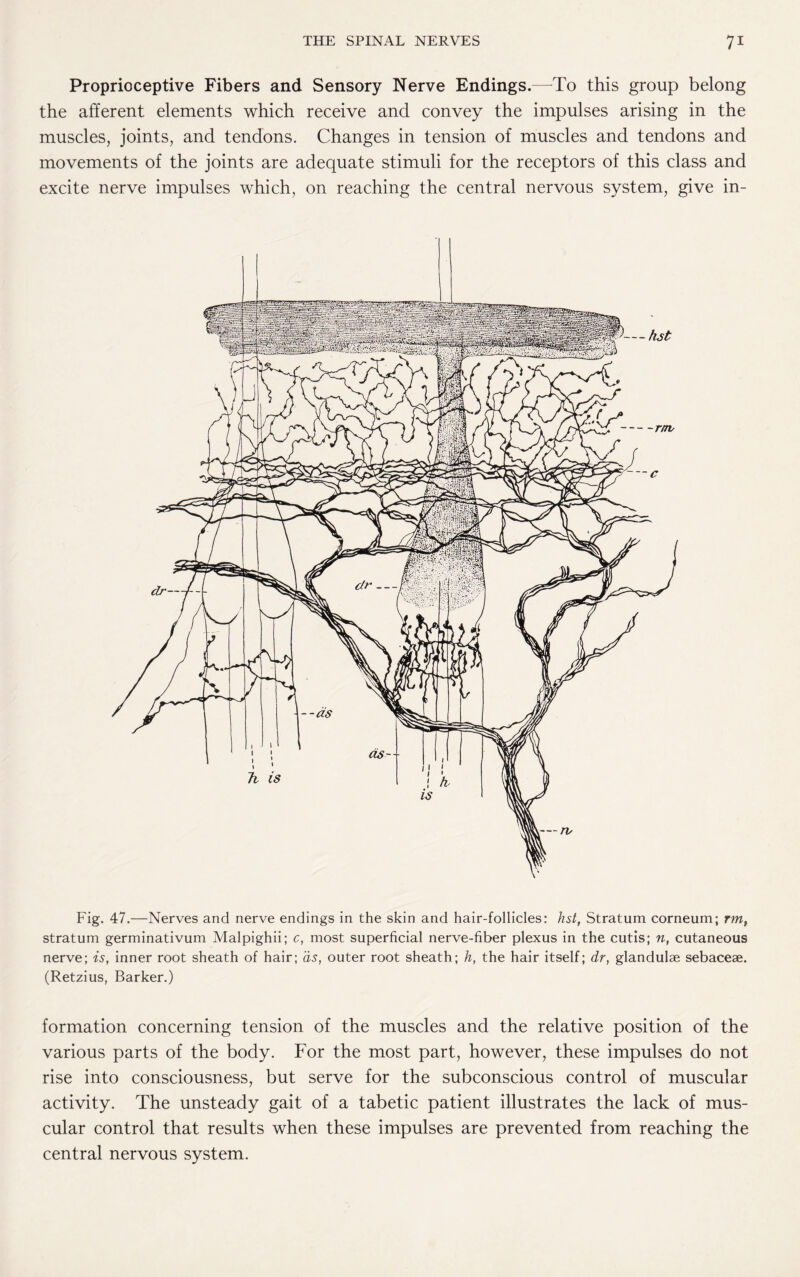 Proprioceptive Fibers and Sensory Nerve Endings.—To this group belong the afferent elements which receive and convey the impulses arising in the muscles, joints, and tendons. Changes in tension of muscles and tendons and movements of the joints are adequate stimuli for the receptors of this class and excite nerve impulses which, on reaching the central nervous system, give in- Fig. 47.—Nerves and nerve endings in the skin and hair-follicles: list, Stratum corneum; rm, stratum germinativum Malpighii; c, most superficial nerve-fiber plexus in the cutis; n, cutaneous nerve; is, inner root sheath of hair; as, outer root sheath; h, the hair itself; dr, glandulse sebaceae. (Retzius, Barker.) formation concerning tension of the muscles and the relative position of the various parts of the body. For the most part, however, these impulses do not rise into consciousness, but serve for the subconscious control of muscular activity. The unsteady gait of a tabetic patient illustrates the lack of mus¬ cular control that results when these impulses are prevented from reaching the central nervous system.