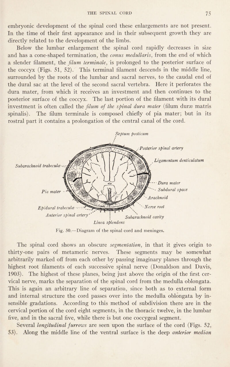 embryonic development of the spinal cord these enlargements are not present. In the time of their first appearance and in their subsequent growth they are directly related to the development of the limbs. Below the lumbar enlargement the spinal cord rapidly decreases in size and has a cone-shaped termination, the conus medullaris, from the end of which a slender filament, the filum terminate, is prolonged to the posterior surface of the coccyx (Figs. 51, 52). This terminal filament descends in the middle line, surrounded by the roots of the lumbar and sacral nerves, to the caudal end of the dural sac at the level of the second sacral vertebra. Here it perforates the dura mater, from which it receives an investment and then continues to the posterior surface of the coccyx. The last portion of the filament with its dural investment is often called the filum of the spinal dura mater (filum durae matris spinalis). The filum terminale is composed chiefly of pia mater; but in its rostral part it contains a prolongation of the central canal of the cord. Septum poslicum Fig. 50.—Diagram of the spinal cord and meninges. The spinal cord shows an obscure segmentation, in that it gives origin to thirty-one pairs of metameric nerves. These segments may be somewhat arbitrarily marked off from each other by passing imaginary planes through the highest root filaments of each successive spinal nerve (Donaldson and Davis, 1903). The highest of these planes, being just above the origin of the first cer¬ vical nerve, marks the separation of the spinal cord from the medulla oblongata. This is again an arbitrary line of separation, since both as to external form and internal structure the cord passes over into the medulla oblongata by in¬ sensible gradations. According to this method of subdivision there are in the cervical portion of the cord eight segments, in the thoracic twelve, in the lumbar five, and in the sacral five, while there is but one coccygeal segment. Several longitudinal furrows are seen upon the surface of the cord (Figs. 52, 53). Along the middle line of the ventral surface is the deep anterior median