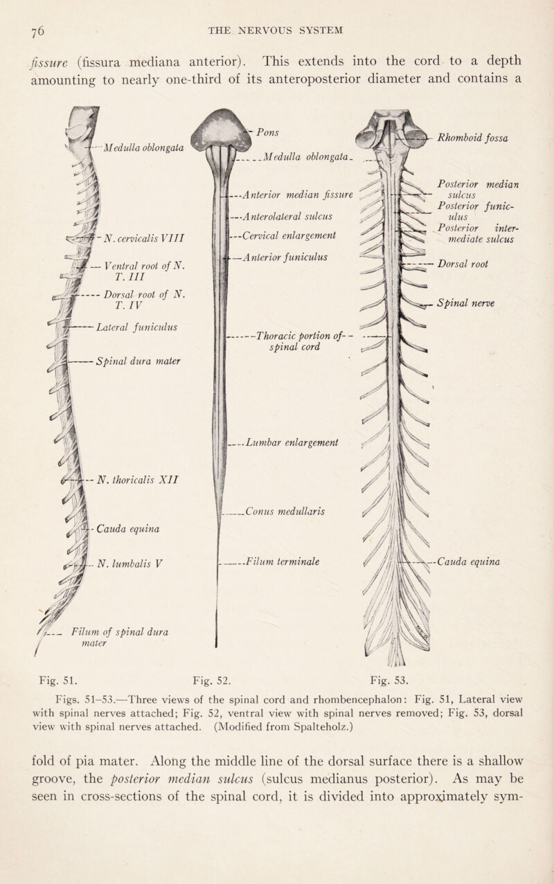 fissure (fissura mediana anterior). This extends into the cord to a depth amounting to nearly one-third of its anteroposterior diameter and contains a Medulla oblongata N. thoricalis XII - Cauda equina - N. lumbalis V N. cervical is VIII Spinal dura mater Ventral root of N. T. Ill - Dorsal root of N. T. IV Lateral funiculus — Filum of spinal dura mater _Medulla oblongata. Anterior median fissure Anterolateral sulcus Cervical enlargement Anterior funiculus —Thoracic portion of- •- spinal cord Lumbar enlargement _Conus medullaris Pons -Filum terminale Rhomboid fossa Posterior median sulcus Posterior funic¬ ulus Posterior inter¬ mediate sulcus Dorsal root Spinal nerve Cauda equina Fig. 51. Fig. 52. Fig. 53. Figs. 51-53.—Three views of the spinal cord and rhombencephalon: Fig. 51, Lateral view with spinal nerves attached; Fig. 52, ventral view with spinal nerves removed; Fig. 53, dorsal view with spinal nerves attached. (Modified from Spalteholz.) fold of pia mater. Along the middle line of the dorsal surface there is a shallow groove, the posterior median sulcus (sulcus medianus posterior). As may be seen in cross-sections of the spinal cord, it is divided into approximately sym-