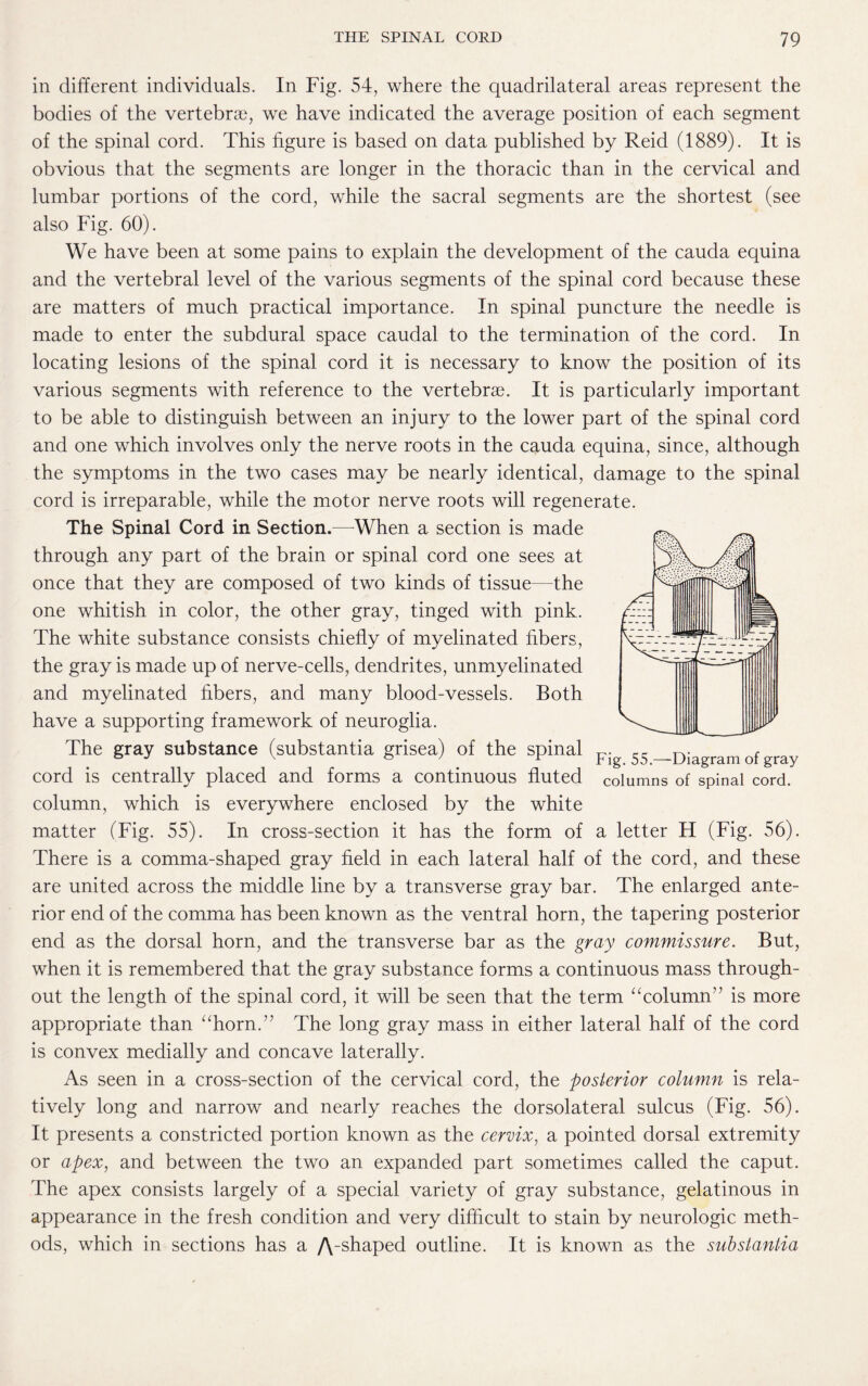 in different individuals. In Fig. 54, where the quadrilateral areas represent the bodies of the vertebra), we have indicated the average position of each segment of the spinal cord. This figure is based on data published by Reid (1889). It is obvious that the segments are longer in the thoracic than in the cervical and lumbar portions of the cord, while the sacral segments are the shortest (see also Fig. 60). We have been at some pains to explain the development of the cauda equina and the vertebral level of the various segments of the spinal cord because these are matters of much practical importance. In spinal puncture the needle is made to enter the subdural space caudal to the termination of the cord. In locating lesions of the spinal cord it is necessary to know the position of its various segments with reference to the vertebra). It is particularly important to be able to distinguish between an injury to the lower part of the spinal cord and one which involves only the nerve roots in the cauda equina, since, although the symptoms in the two cases may be nearly identical, damage to the spinal cord is irreparable, while the motor nerve roots will regenerate. The Spinal Cord in Section.—When a section is made through any part of the brain or spinal cord one sees at once that they are composed of two kinds of tissue—the one whitish in color, the other gray, tinged with pink. The white substance consists chiefly of myelinated fibers, the gray is made up of nerve-cells, dendrites, unmyelinated and myelinated fibers, and many blood-vessels. Both have a supporting framework of neuroglia. The gray substance (substantia grisea) of the spinal — cc tv c cord is centrally placed and forms a continuous fluted columns of spinal cord, column, which is everywhere enclosed by the white matter (Fig. 55). In cross-section it has the form of a letter H (Fig. 56). There is a comma-shaped gray field in each lateral half of the cord, and these are united across the middle line by a transverse gray bar. The enlarged ante¬ rior end of the comma has been known as the ventral horn, the tapering posterior end as the dorsal horn, and the transverse bar as the gray commissure. But, when it is remembered that the gray substance forms a continuous mass through¬ out the length of the spinal cord, it will be seen that the term “column” is more appropriate than “horn.” The long gray mass in either lateral half of the cord is convex medially and concave laterally. As seen in a cross-section of the cervical cord, the posterior column is rela¬ tively long and narrow and nearly reaches the dorsolateral sulcus (Fig. 56). It presents a constricted portion known as the cervix, a pointed dorsal extremity or apex, and between the two an expanded part sometimes called the caput. The apex consists largely of a special variety of gray substance, gelatinous in appearance in the fresh condition and very difficult to stain by neurologic meth¬ ods, which in sections has a /Vshaped outline. It is known as the substantia