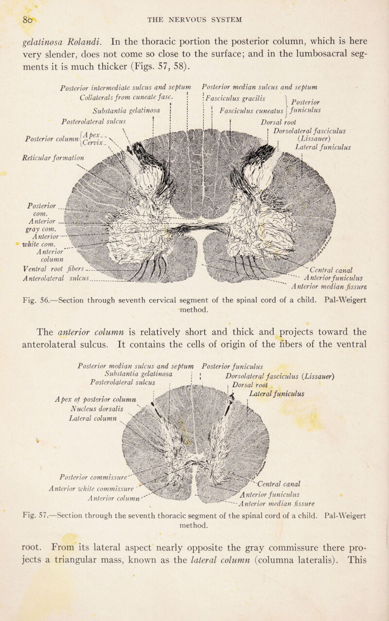 gelatinosa Rolandi. In the thoracic portion the posterior column, which is here very slender, does not come so close to the surface; and in the lumbosacral seg¬ ments it is much thicker (Figs. 57, 58). Posterior intermediate sulcus and septum, Collaterals from cuneate fasc. j Substantia gelatinosa Posterolateral sulcus \ y\Cervix. Reticular formation Posterior median sulcus and septum \ Posterior : Fasciculus gracilis i Fasciculus cuneatus j f u niculus Dorsal root Posterior column[^ex- \ Dorsolateral fasciculus {Lissauer) Lateral funiculus Posterior com. u, y Ksvrri. y . -•> -/ '.rf C/lU Anterioi— 1 • ' «’■ -• C'‘vV - J~ .V-fe'' -pXr-'/yf s \—■« white com. Anterior’ column Ventral root fibers -l:‘% A nterolateral sulcus. „ -• -,i: . ,'-4 ?x*r -VS ^tvr^ i?i*$Si£3 t ■* ‘.t aSiWSf#/ .... .V.3&* SfllSfP* Central canal ' Anterior funiculus A nterior med ian fissure Fig. 56.—Section through seventh cervicai segment of the spinal cord of a child. Pal-Weigert method. The anterior column anterolateral sulcus. It is relatively short and thick and projects toward the contains the cells of origin of the fibers of the ventral I- ■ .. S . P<>', sTvliii F A ' ' m ■ ' ' -V V ■■■ lisfcltife ... -y-i • -tfSjjj? Si * •; -.• ; Posterior median sulcus and septum Posterior funiculus Substantia gelatinosa j j Dorsolateral fasciculus (Lissauer) Posterolateral sulcus . .; . j)orsai rooi Apex op posterior column Nucleus dorsalis Lateral column Posterior commissure Anterior white commissure Anterior column-' Lateral funiculus 'Central canal T’A nterior funiculus -Anterior median fissure Fig. 57.—Section through the seventh thoracic segment of the spinal cord of a child. Pal-Weigert method. root. From its lateral aspect nearly opposite the gray commissure there pro¬ jects a triangular mass, known as the lateral column (columna lateralis). This